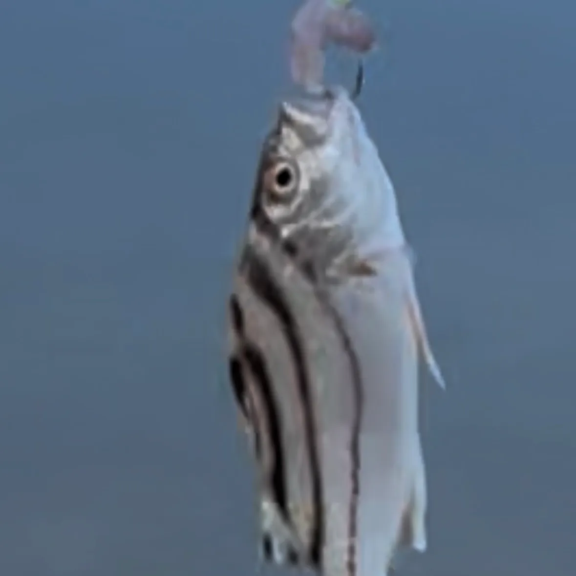 The most recent Eastern striped grunter catches on Fishbrain