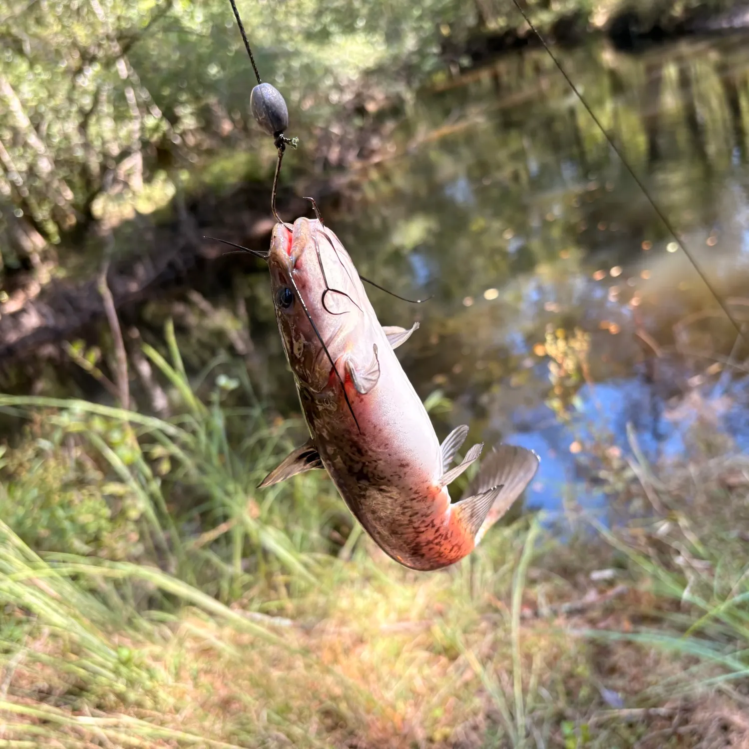 Black bullhead caught on Fishbrain