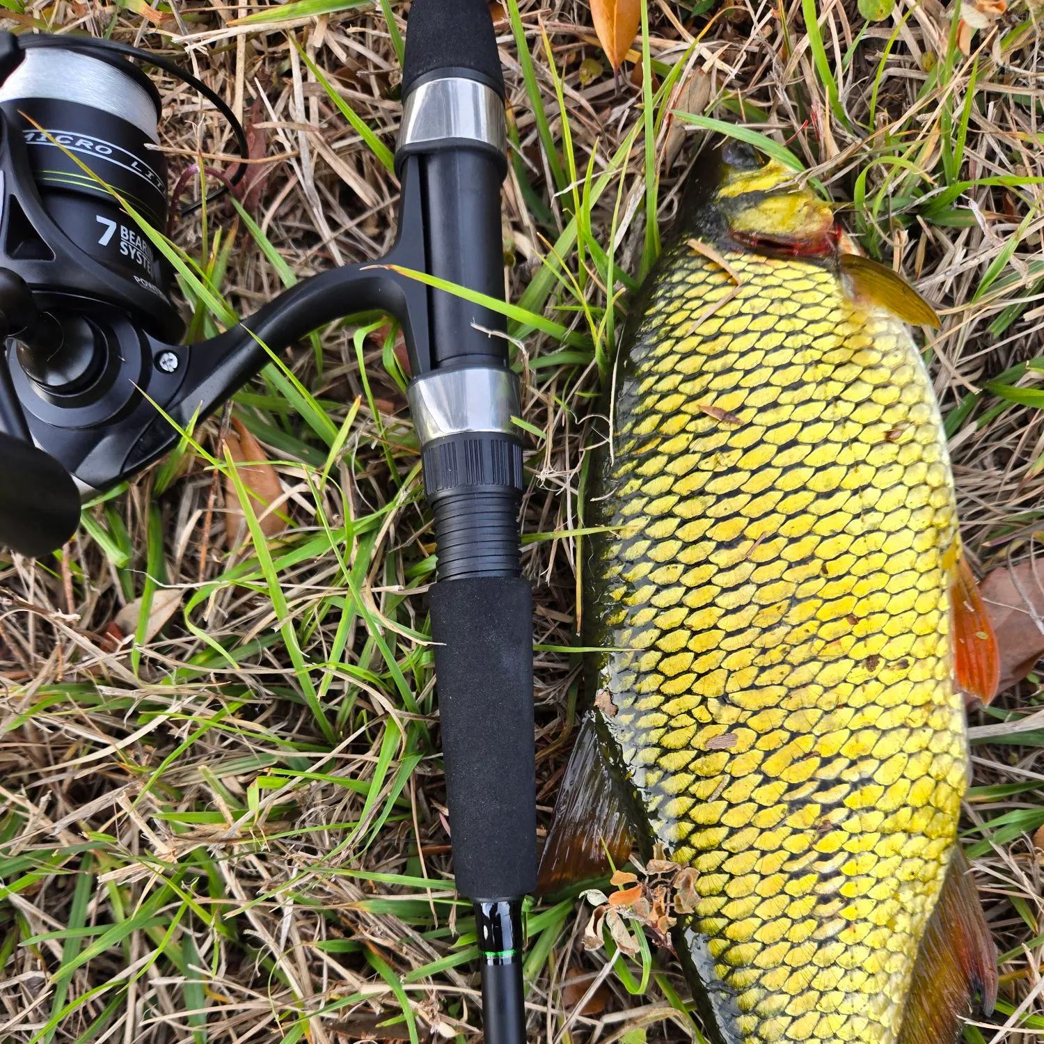 The most recent Golden shiner catches on Fishbrain