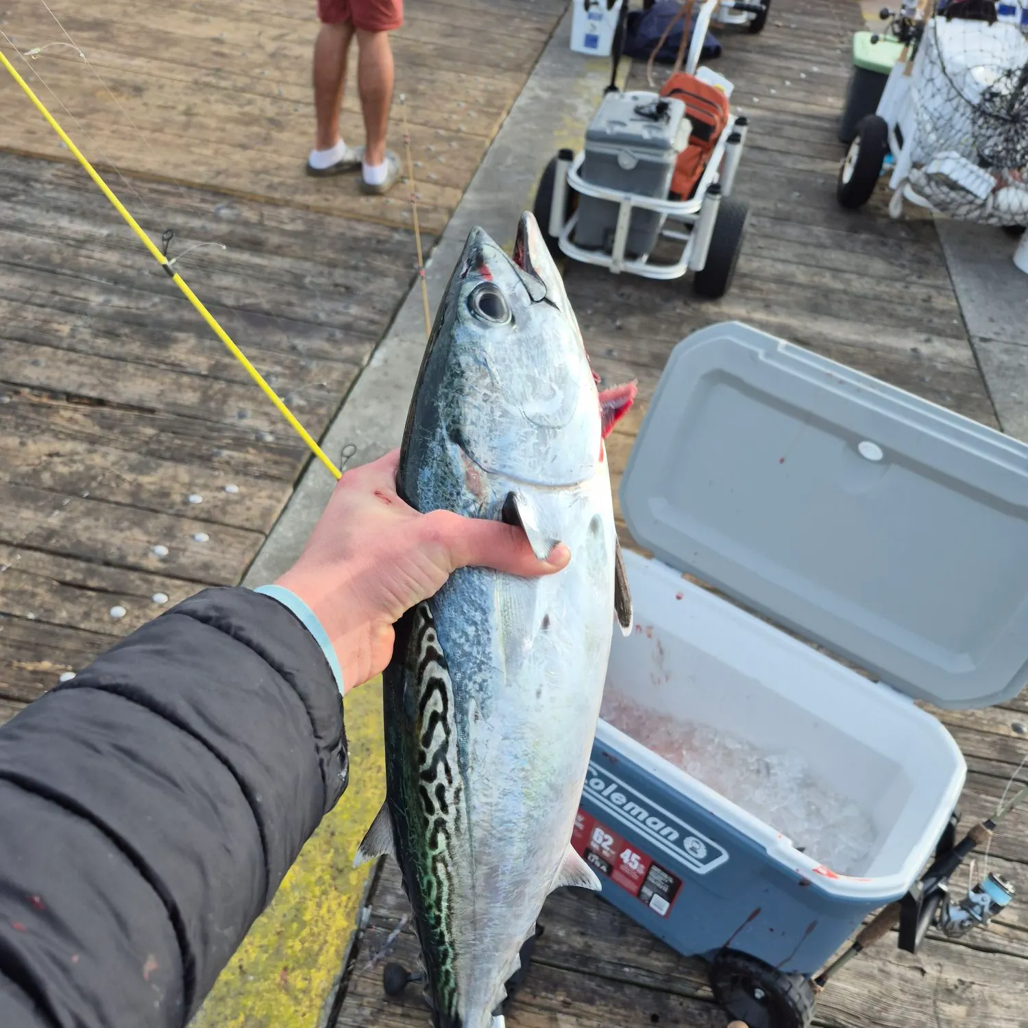 The most recent Little tunny catches on Fishbrain