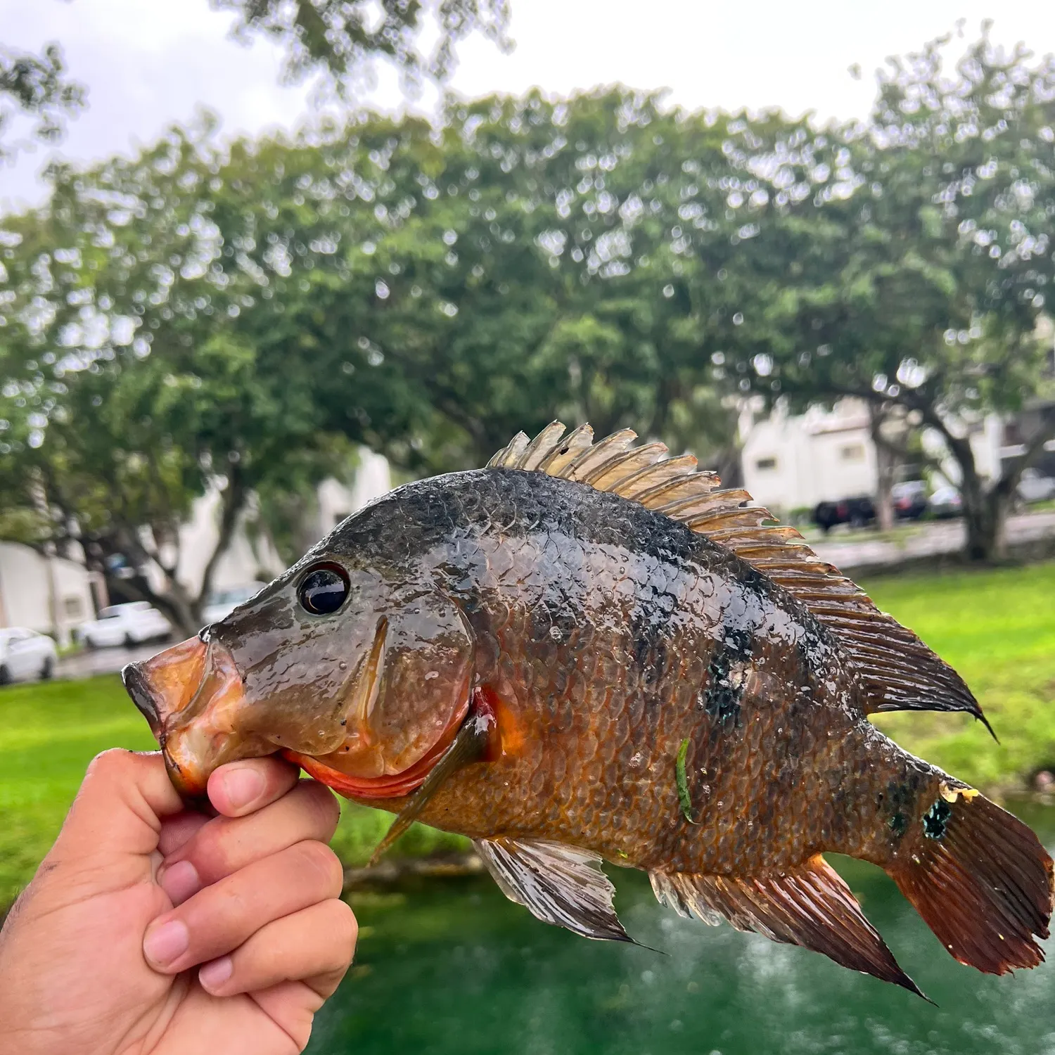 Mayan cichlid caught on Fishbrain