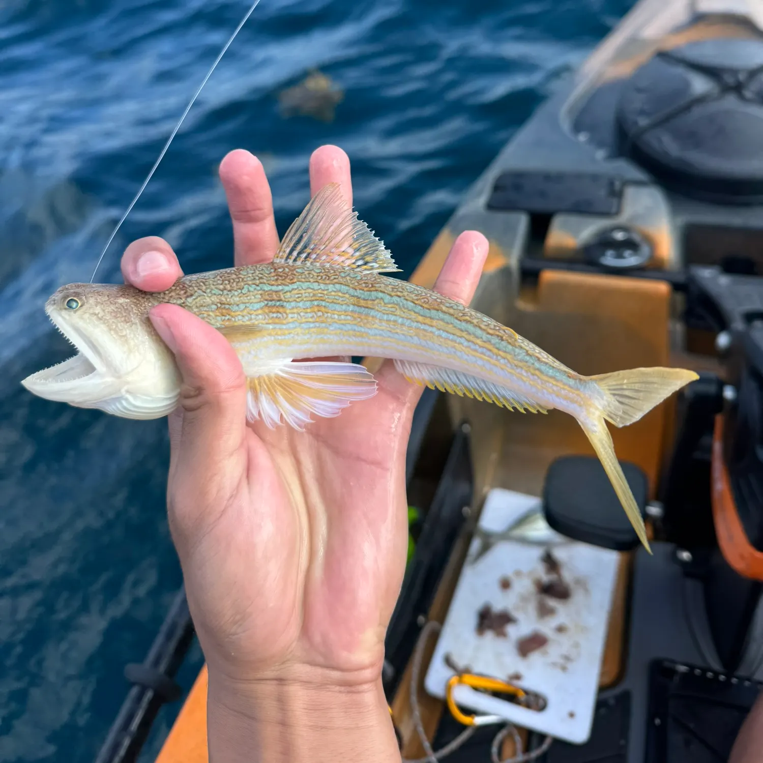 The most recent Snakefish catches on Fishbrain