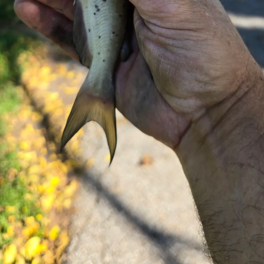 Channel catfish caught on Fishbrain