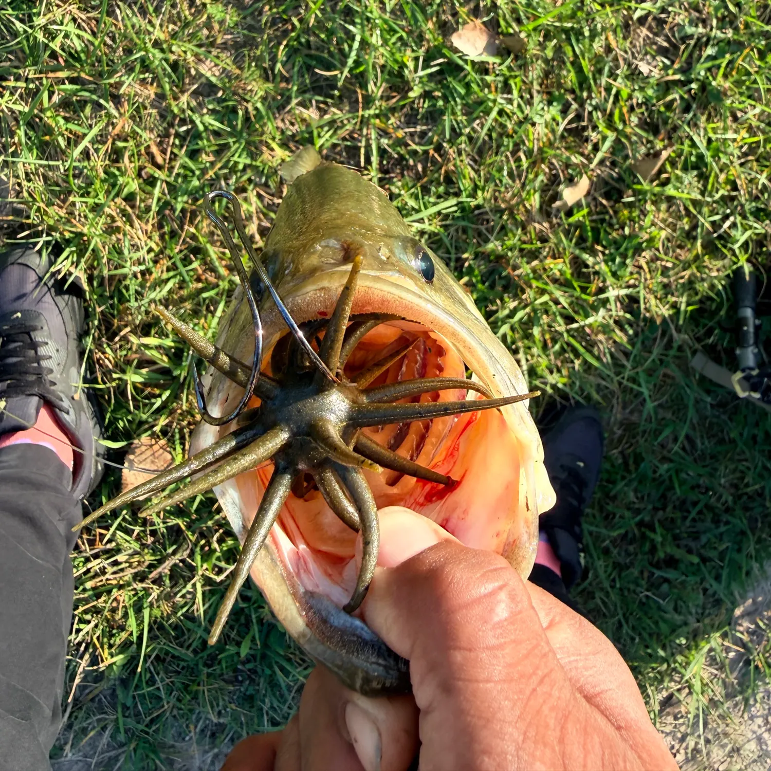 Fish caught on Fishbrain