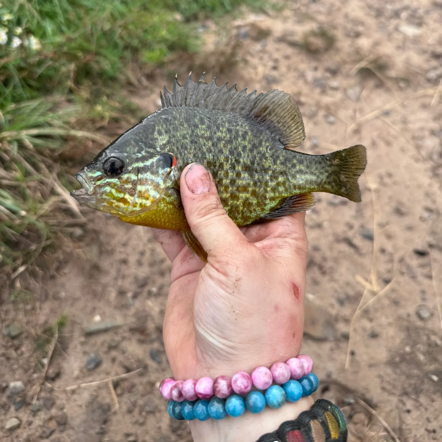 Pumpkinseed caught on Fishbrain