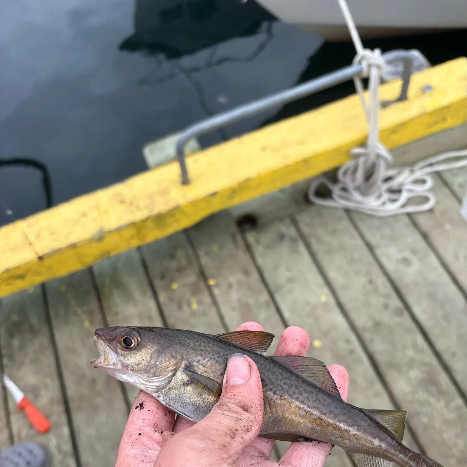 The most recent Atlantic tomcod catches on Fishbrain