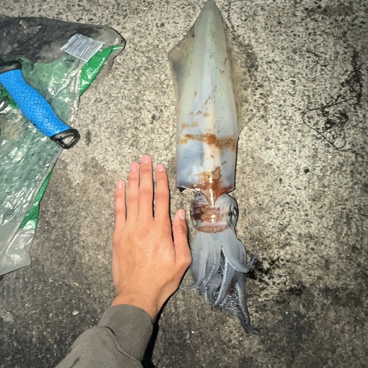 Southern calamari caught on Fishbrain