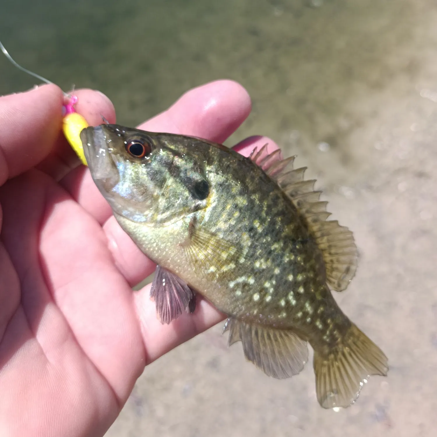 The most recent Warmouth catches on Fishbrain