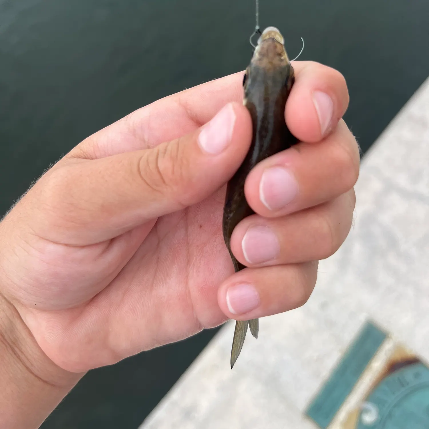 Tidewater mojarra caught on Fishbrain