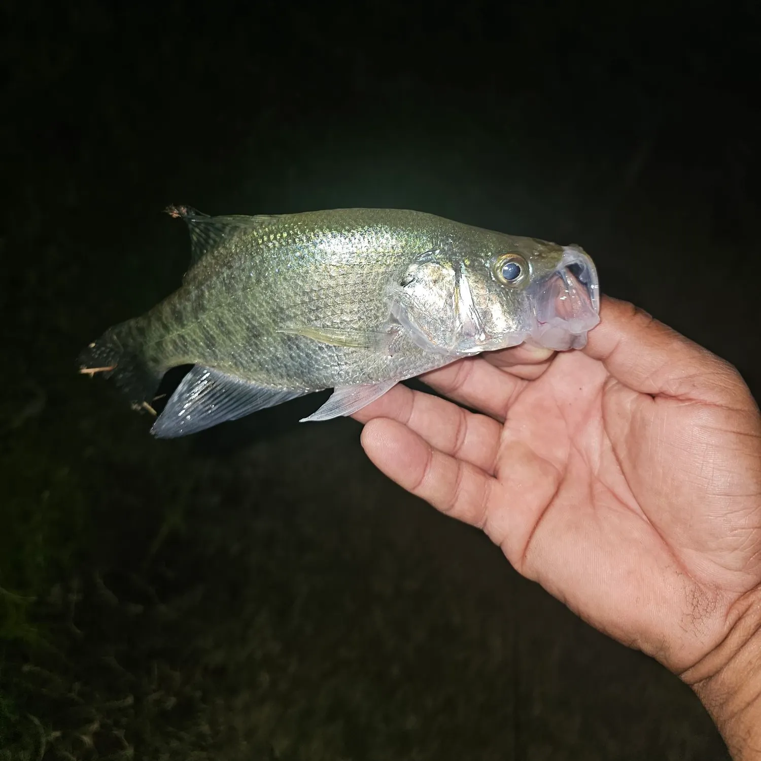 White crappie caught on Fishbrain