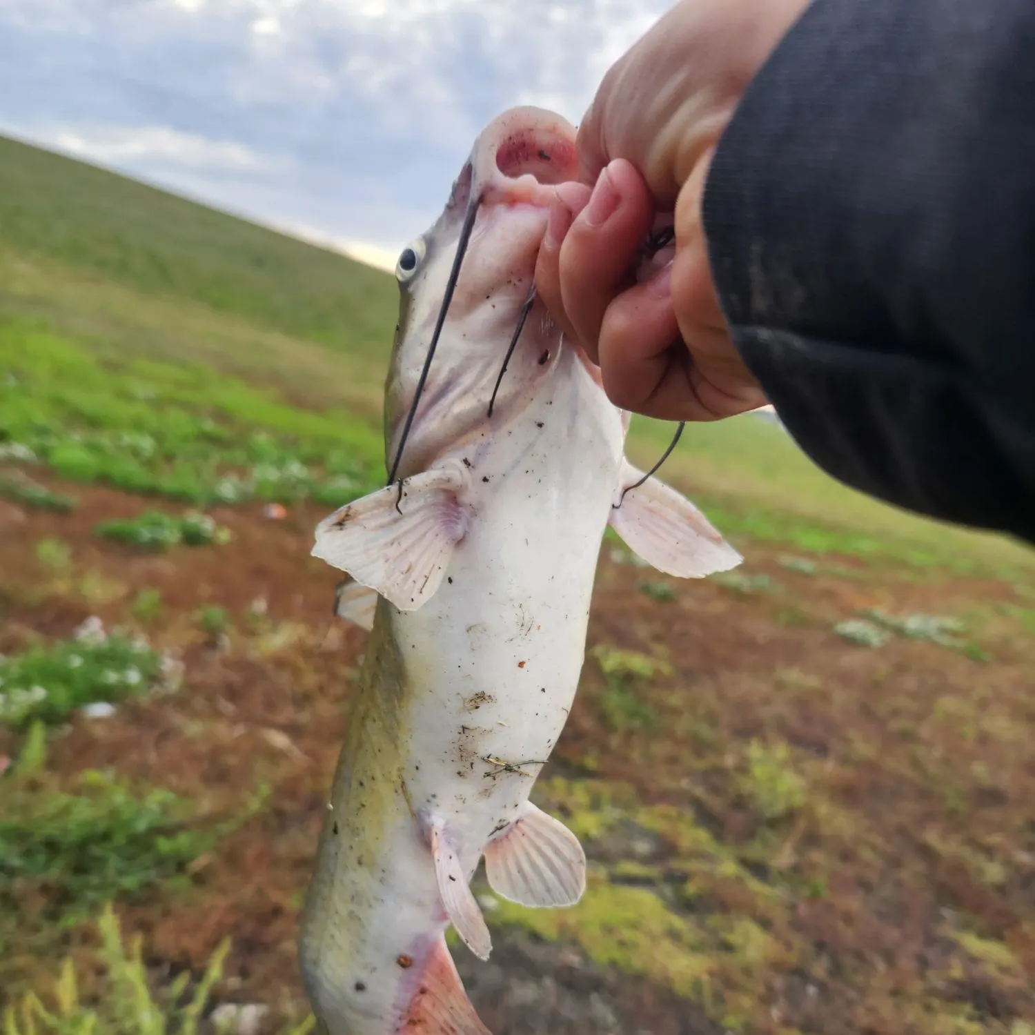 Channel catfish caught on Fishbrain