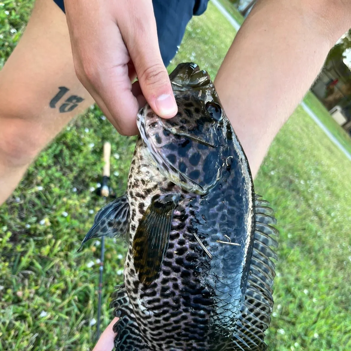 The most recent Jaguar cichlid catches on Fishbrain