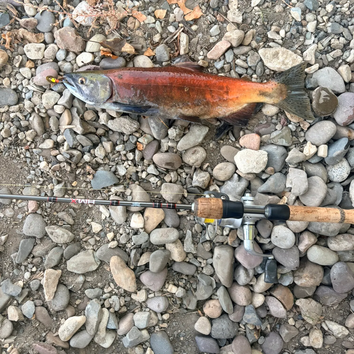 Kokanee salmon caught on Fishbrain