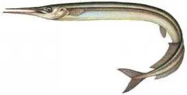 Baitfish