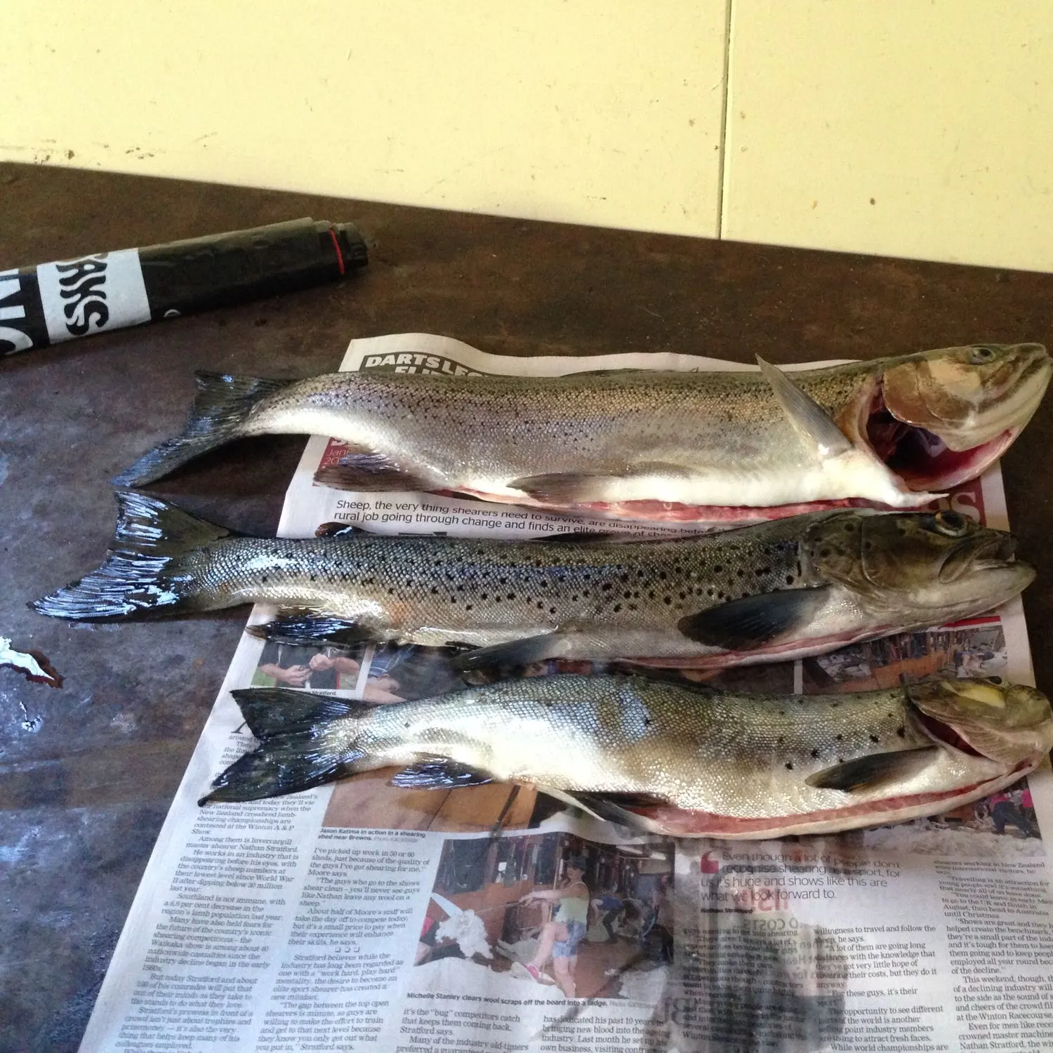 recently logged catches