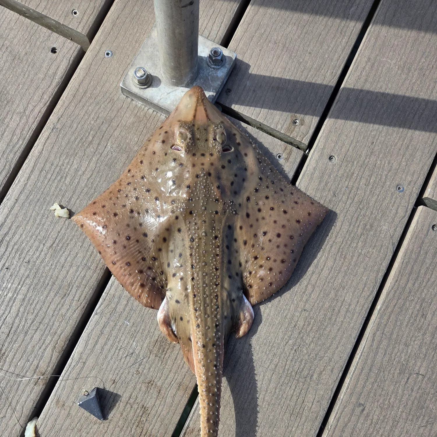 Clearnose skate caught on Fishbrain