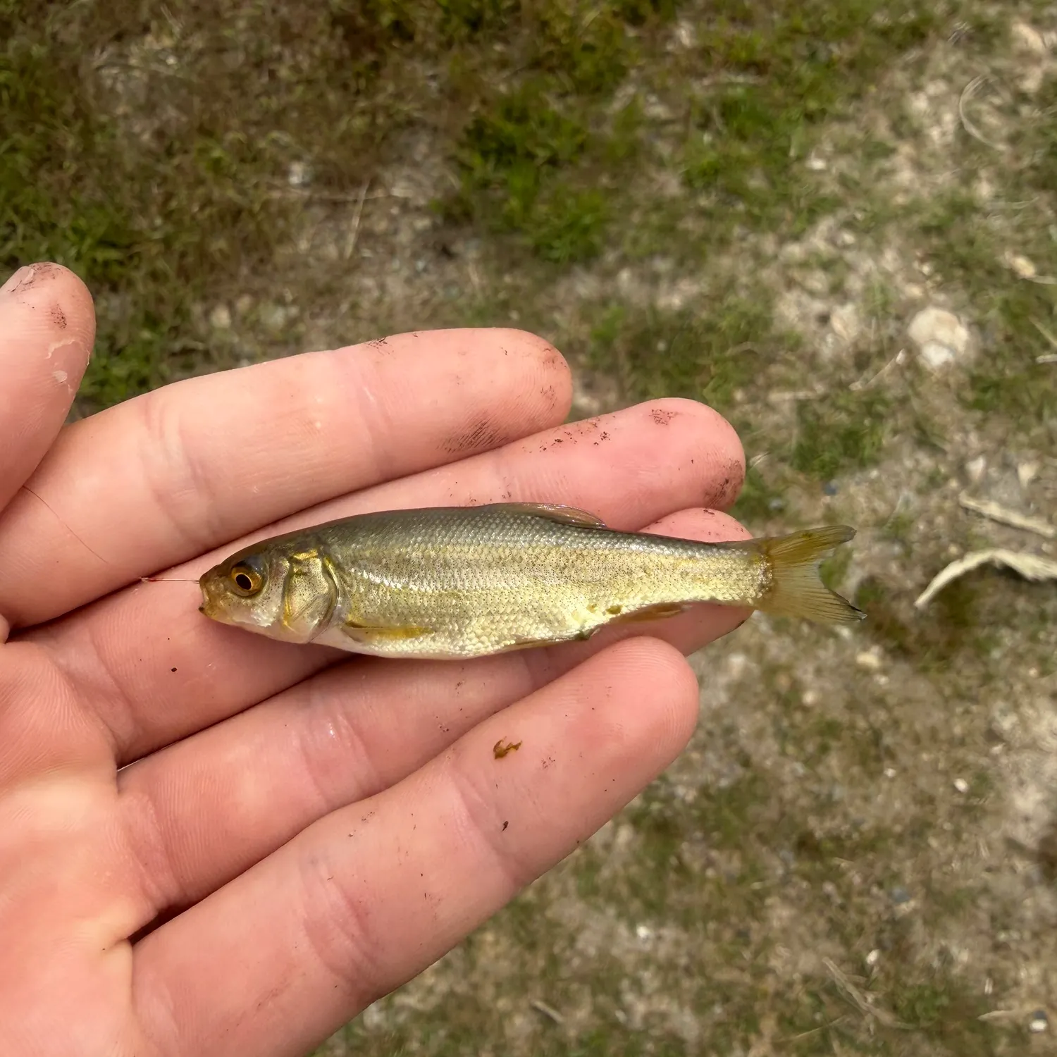 The most recent Utah chub catches on Fishbrain