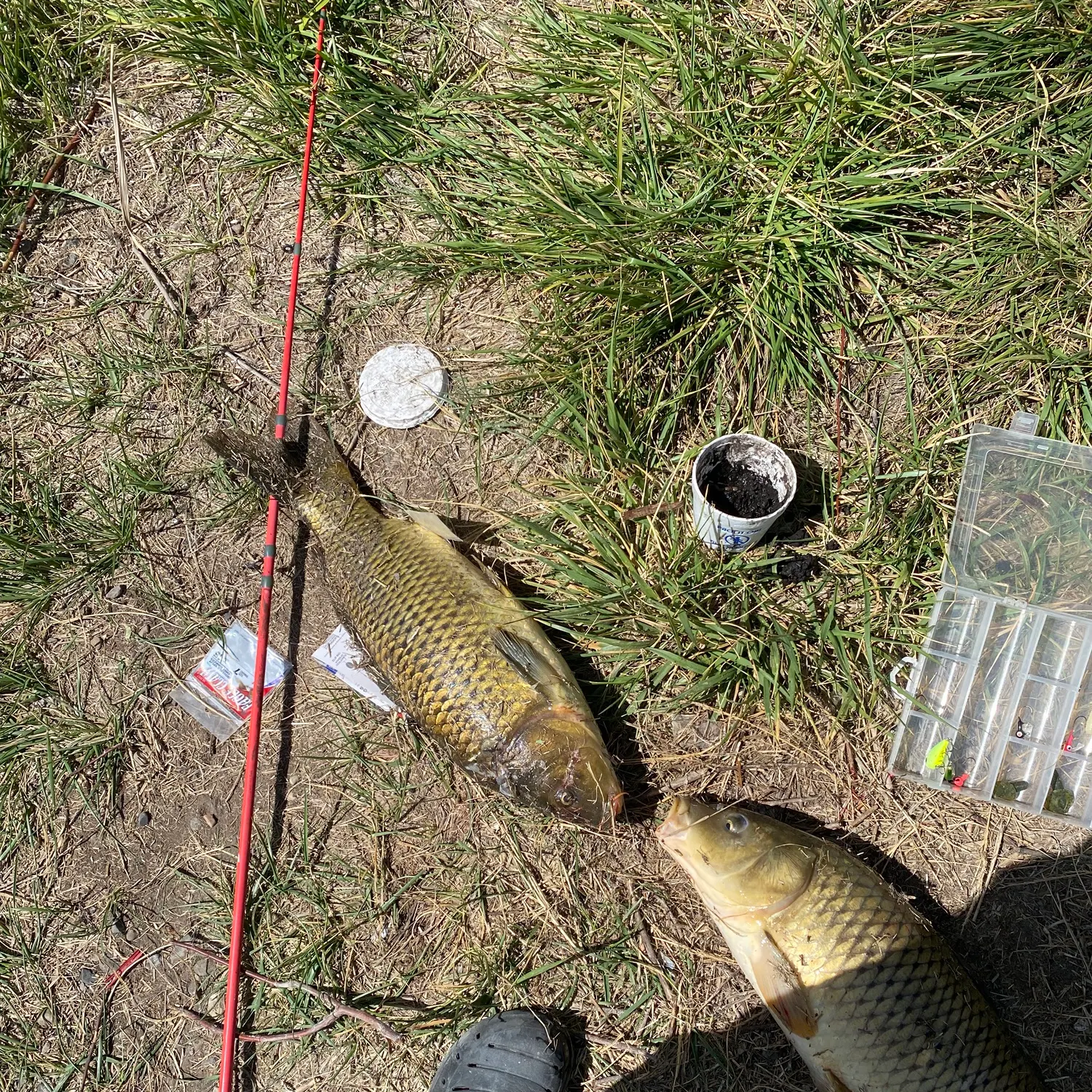 Common carp caught on Fishbrain