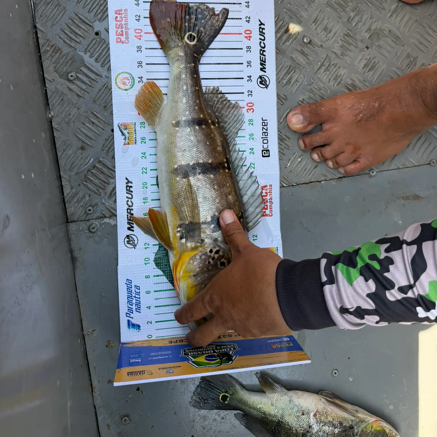 Butterfly peacock bass caught on Fishbrain