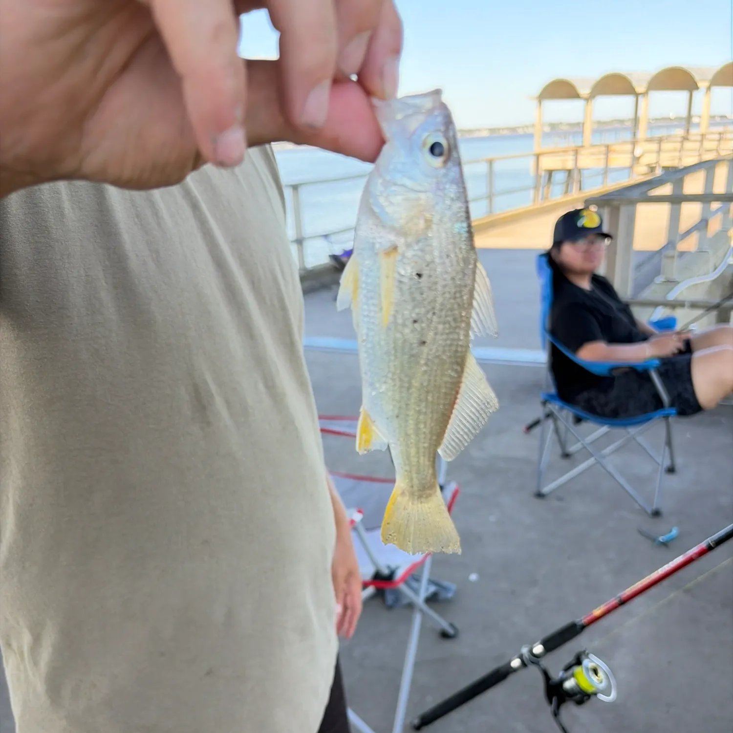 Silver perch caught on Fishbrain