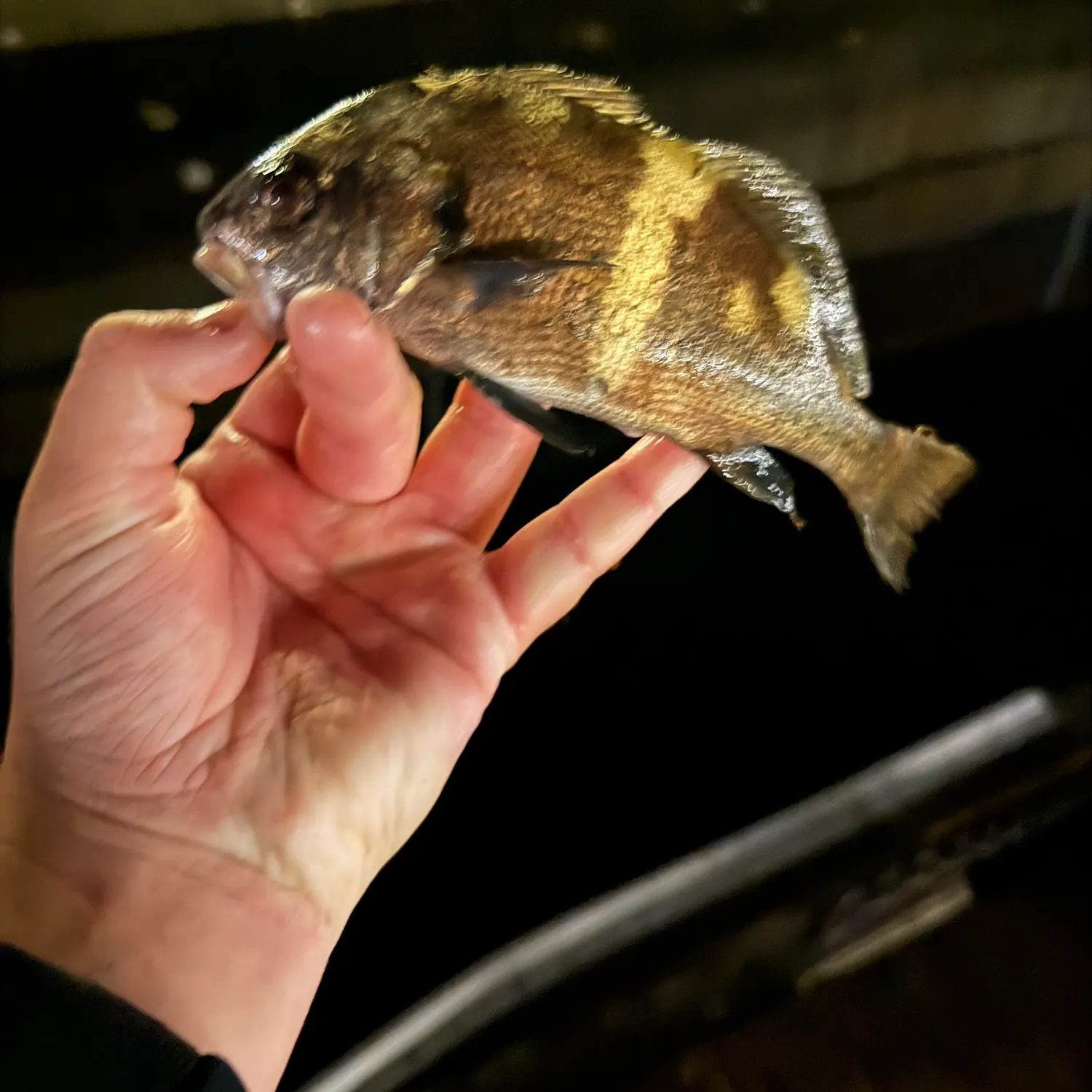 The most recent Black croaker catches on Fishbrain