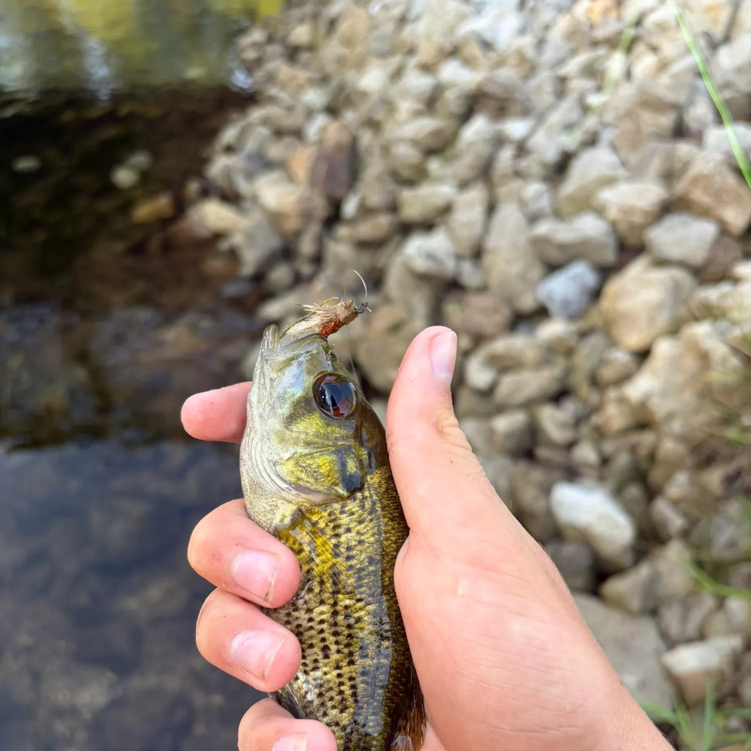 Rock bass caught on Fishbrain