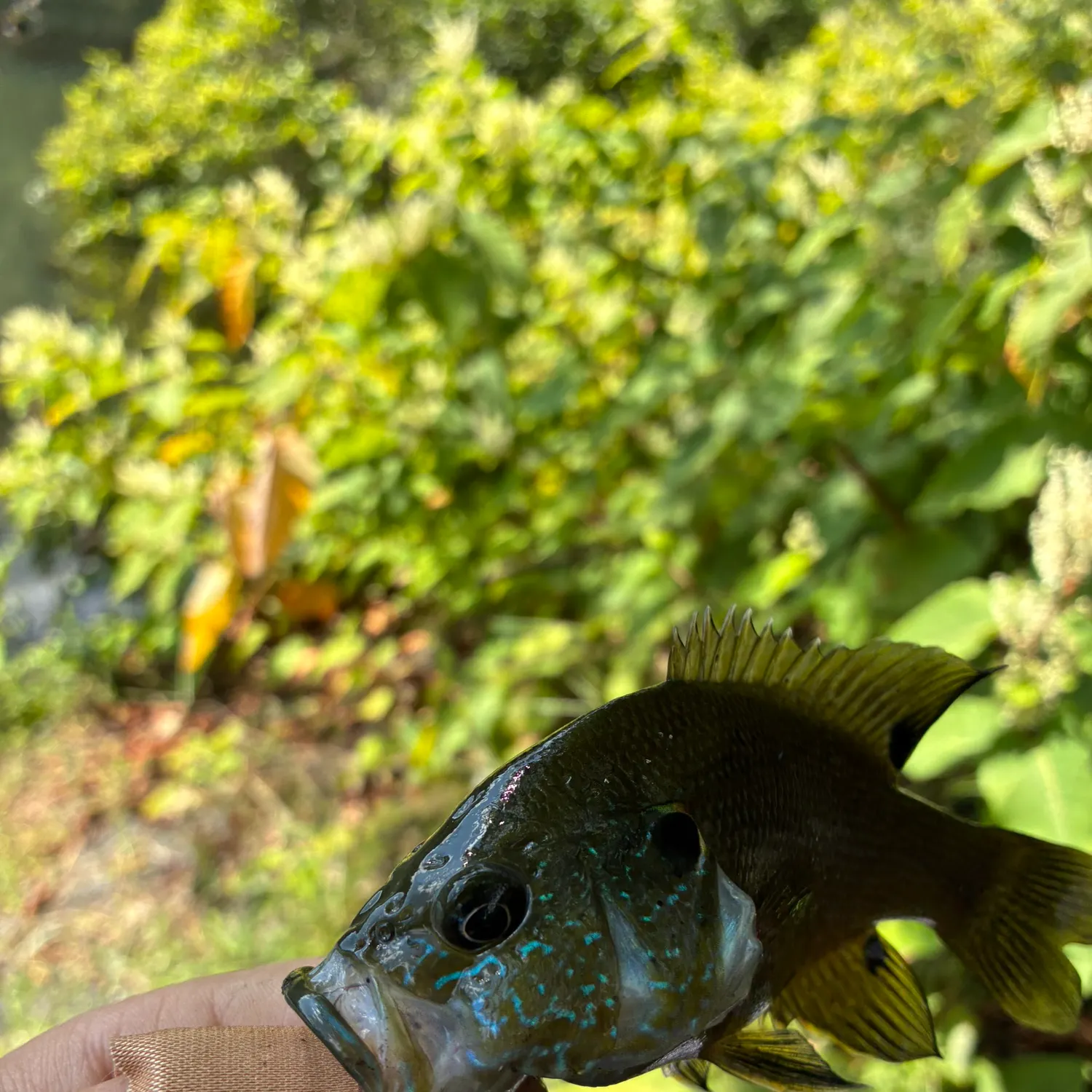 Green sunfish caught on Fishbrain