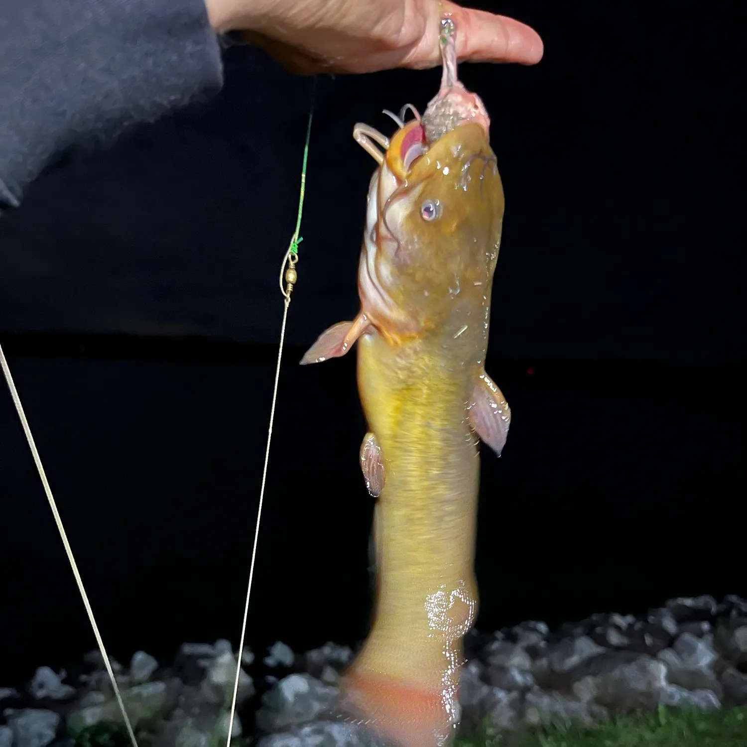 Yellow bullhead caught on Fishbrain