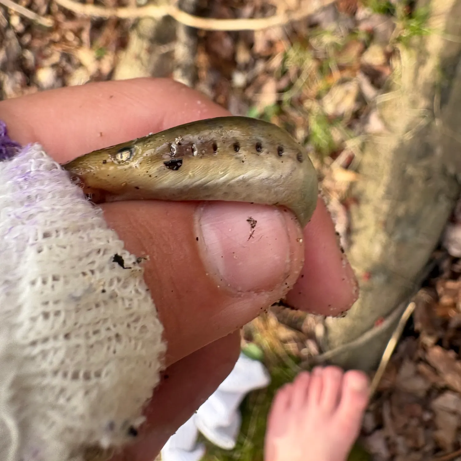 The most recent Sea lamprey catches on Fishbrain