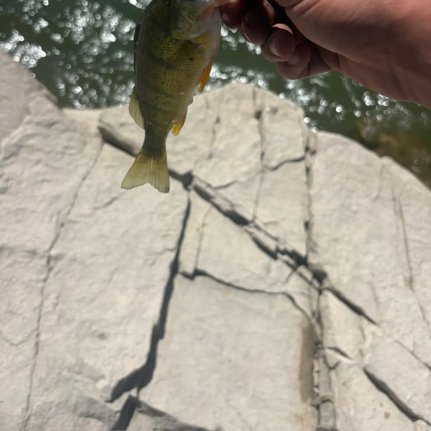 Yellow perch caught on Fishbrain