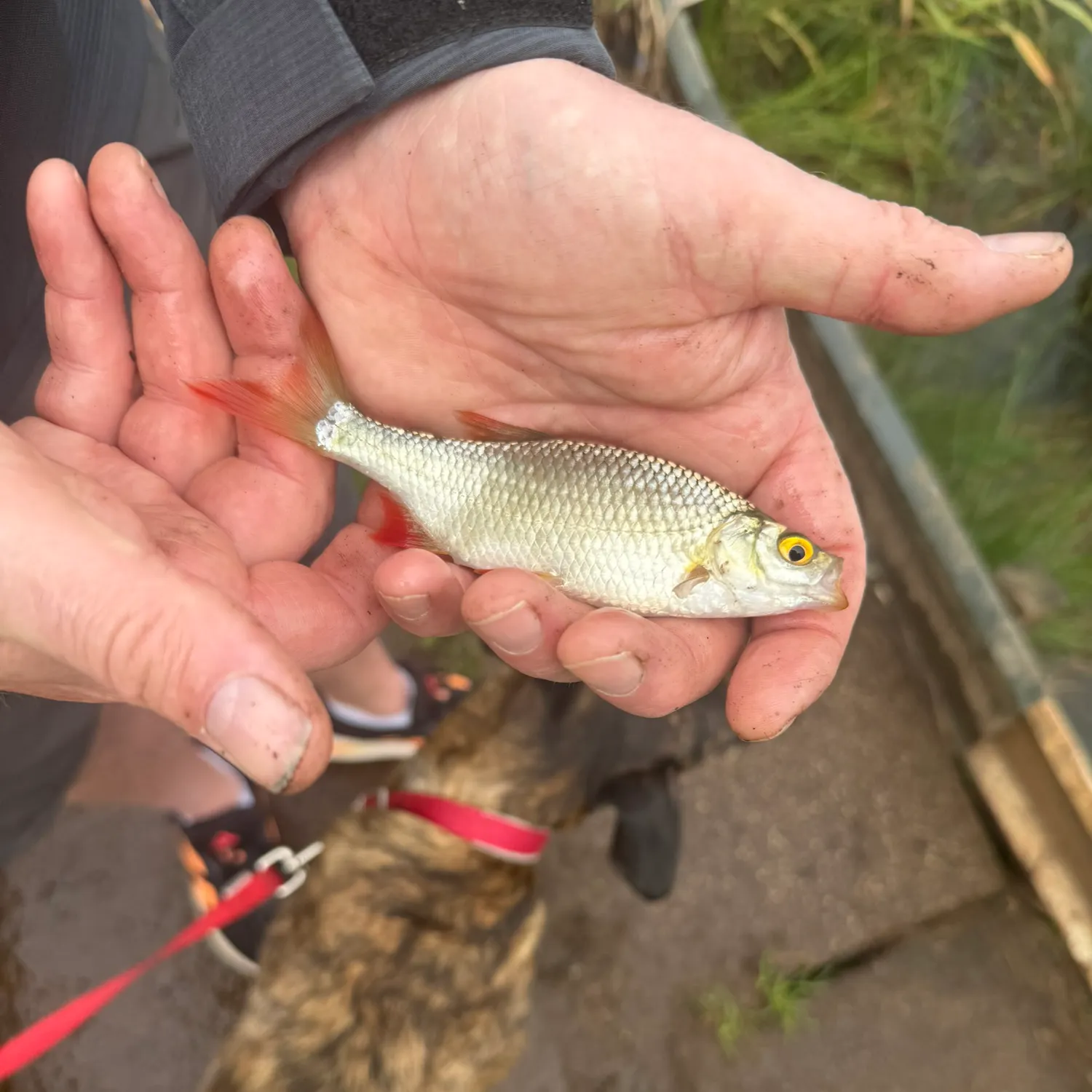 Common roach caught on Fishbrain