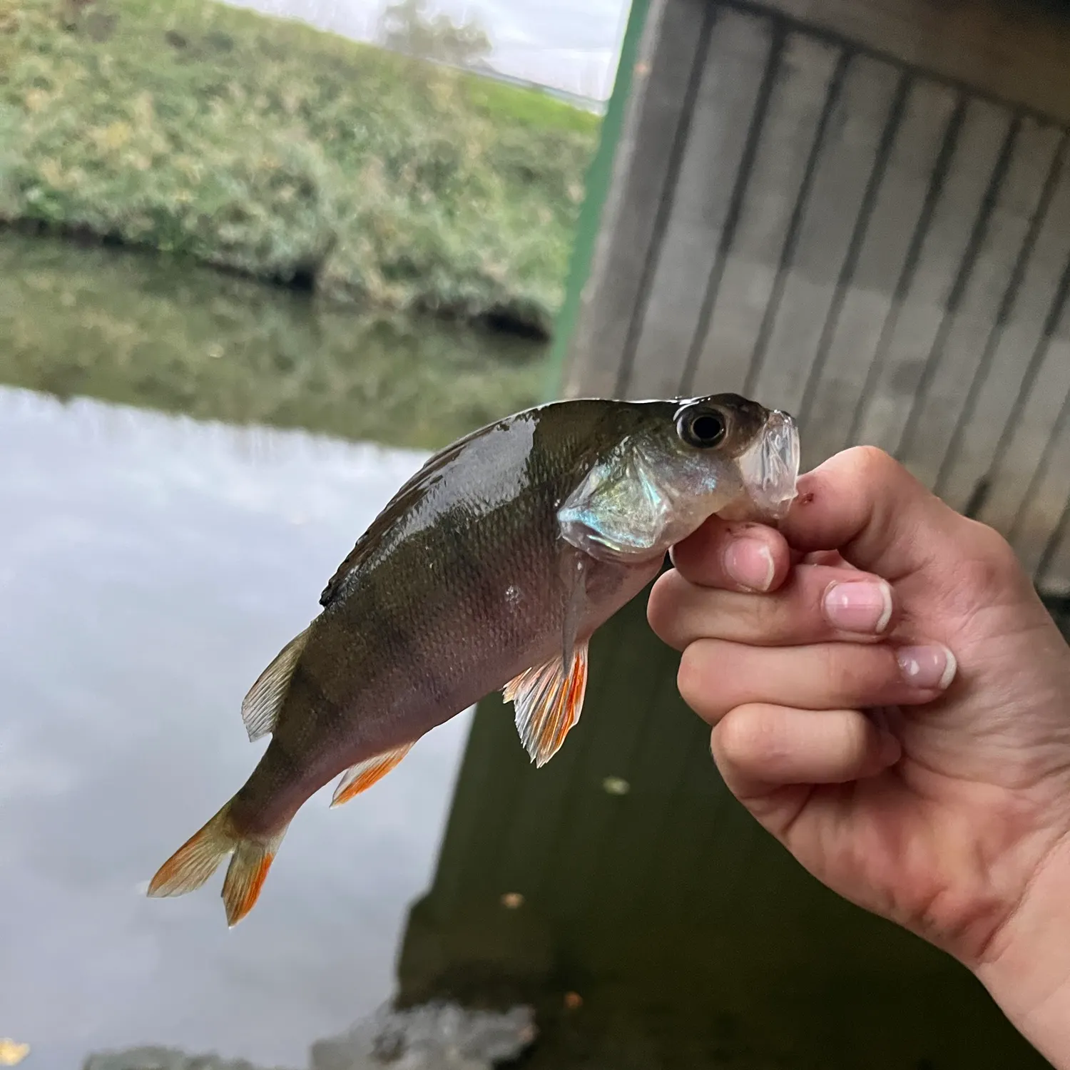 European perch caught on Fishbrain