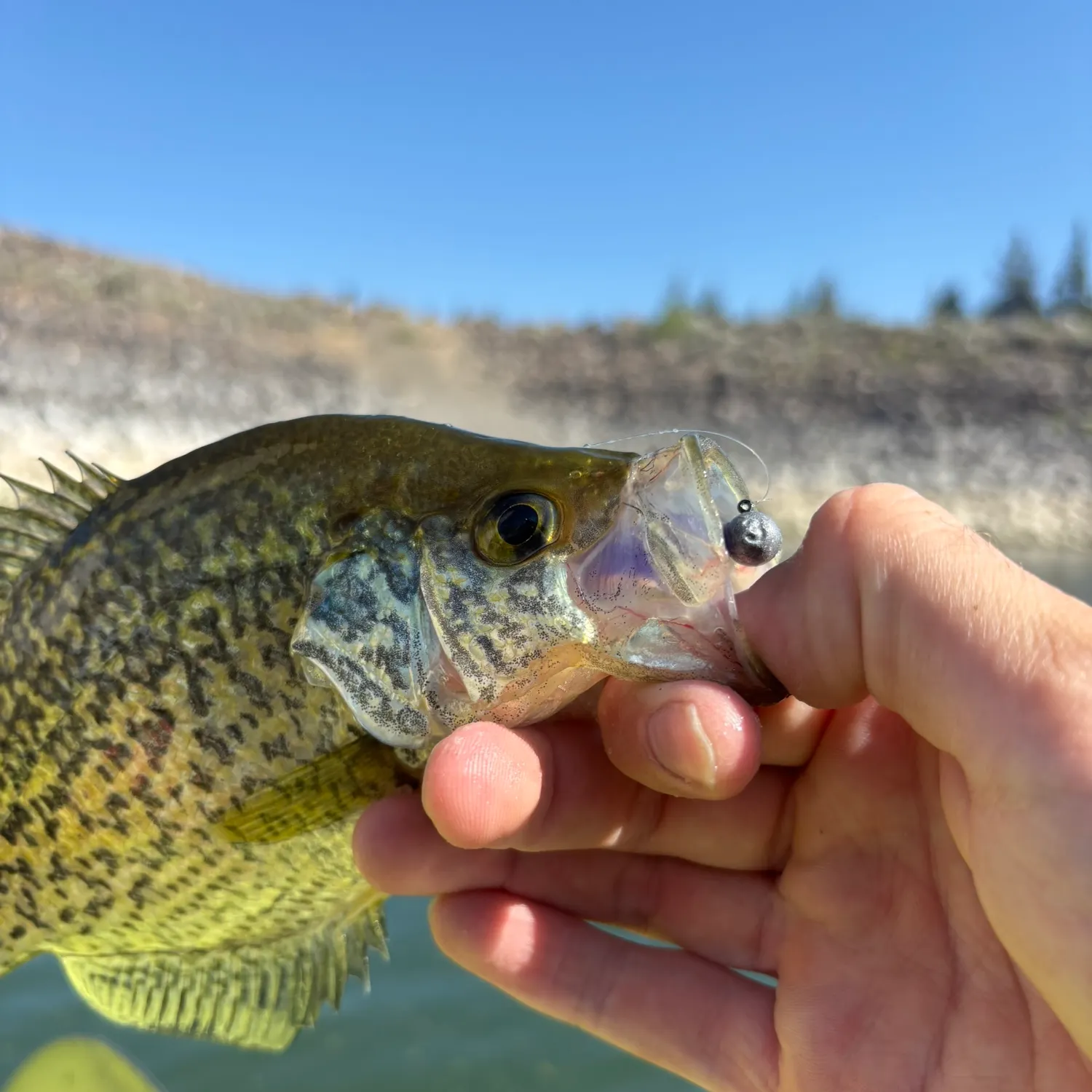 Black crappie caught on Fishbrain