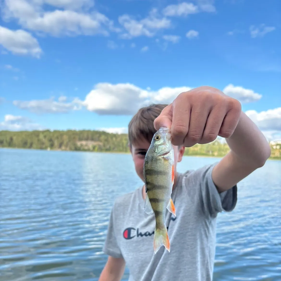 European perch caught on Fishbrain