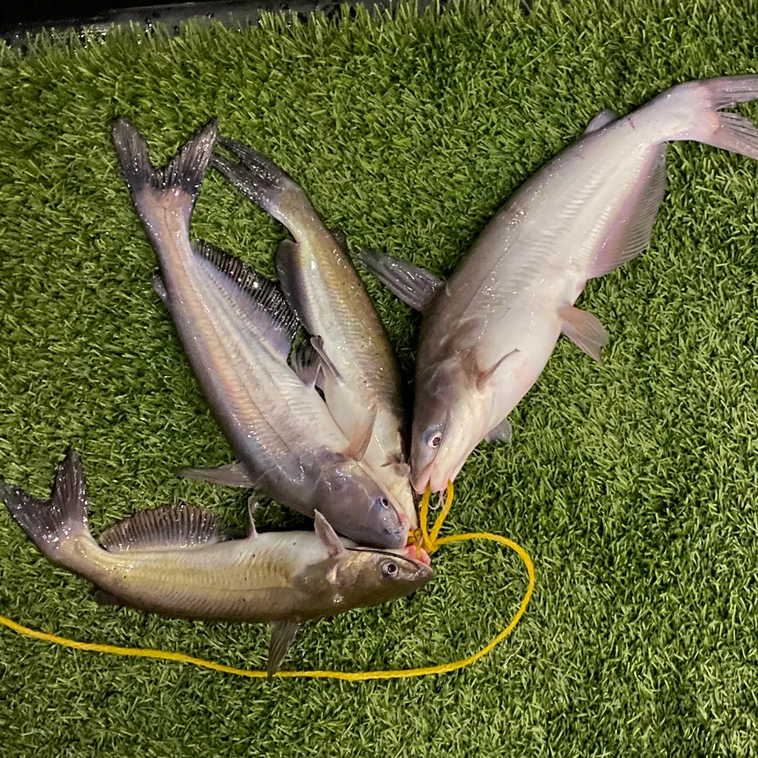 recently logged catches