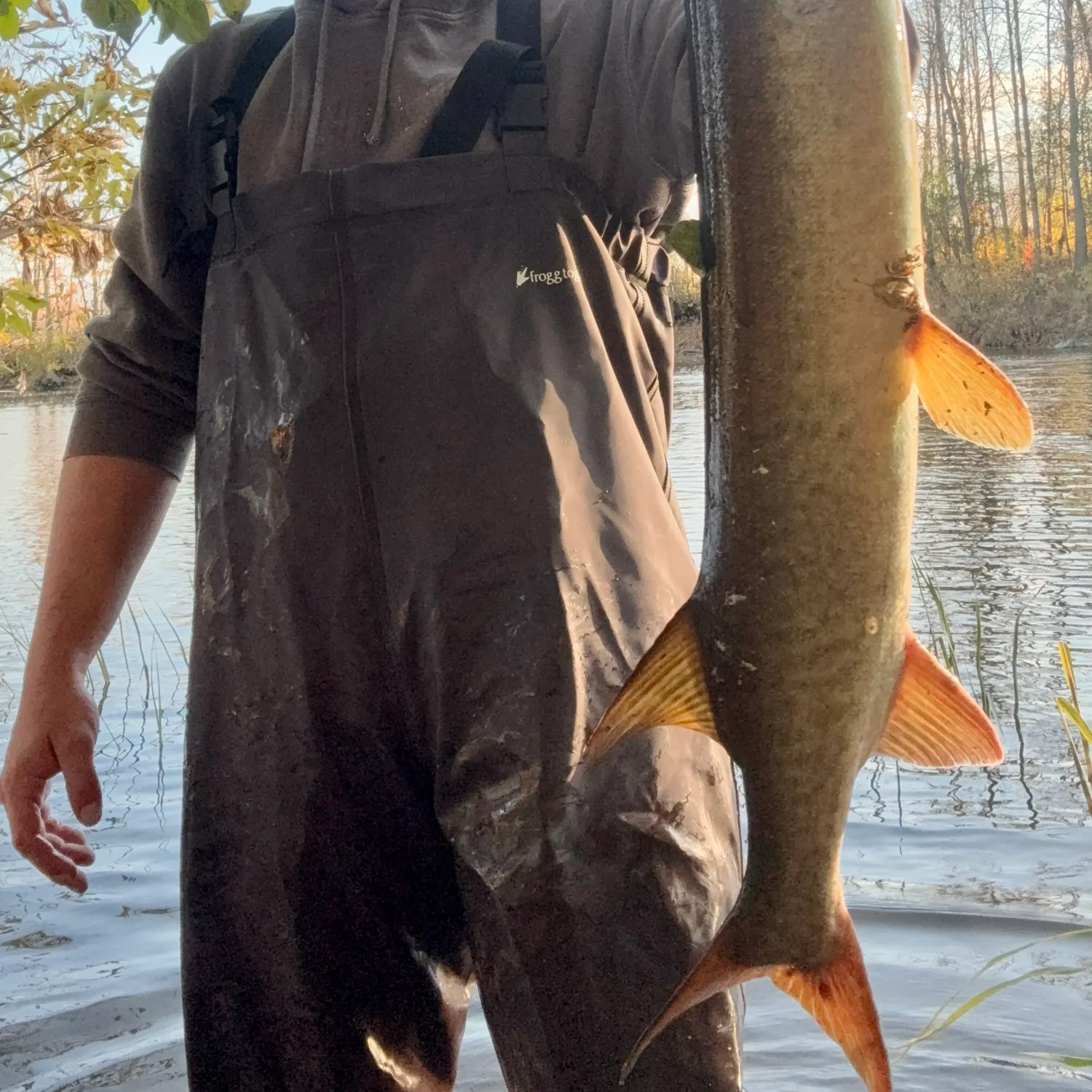 Muskie caught on Fishbrain