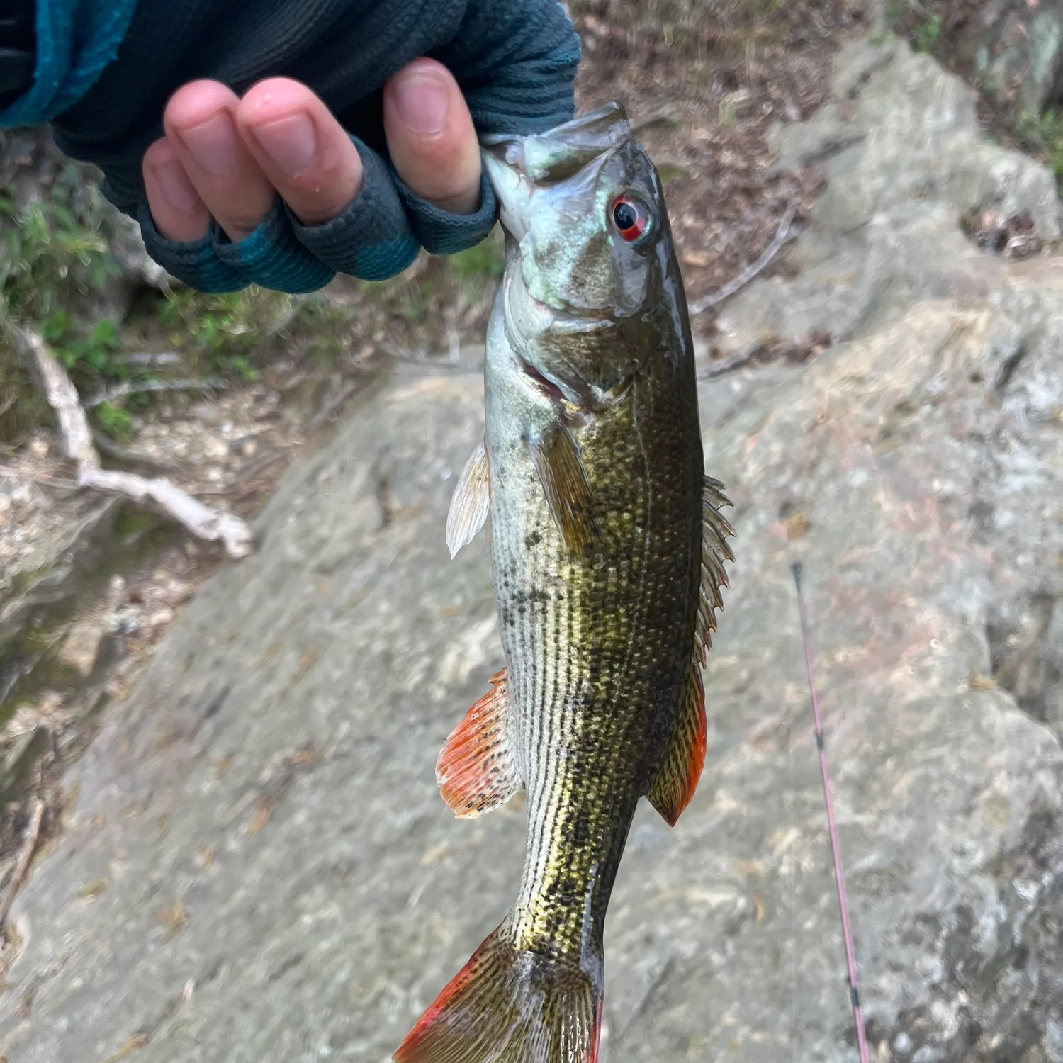 most liked catch image