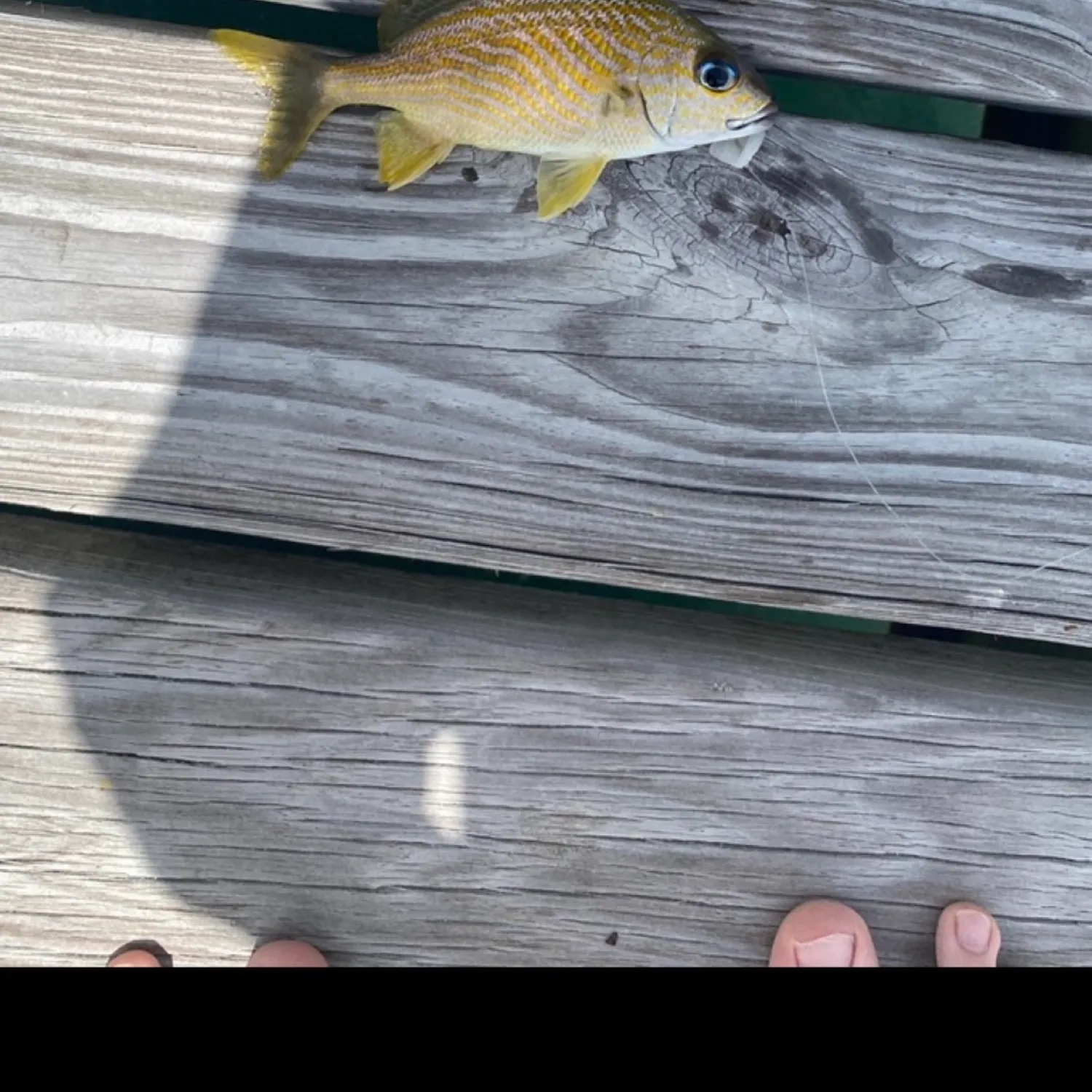 The most recent Yellow-lined grunter catches on Fishbrain