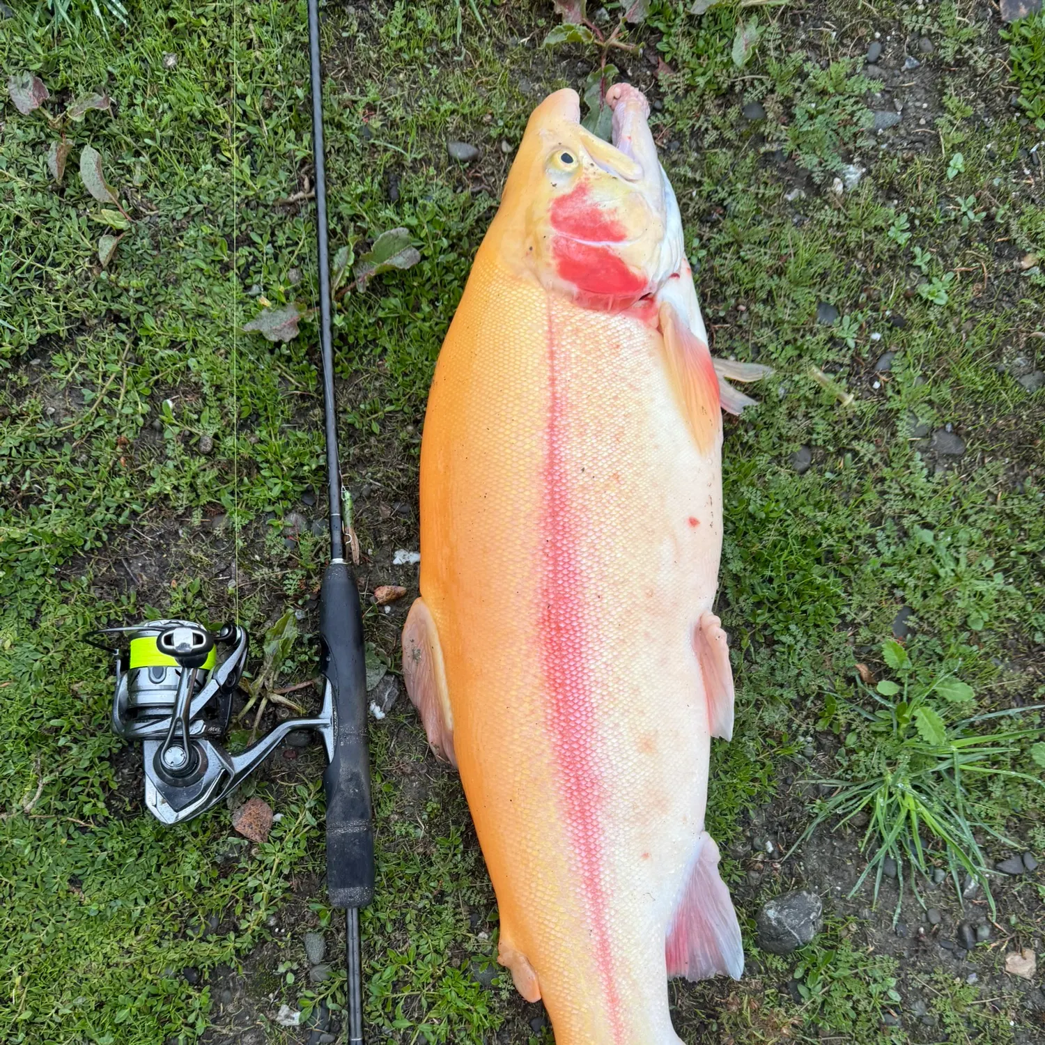 The most recent Golden rainbow trout catches on Fishbrain
