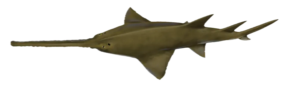 Largetooth sawfish