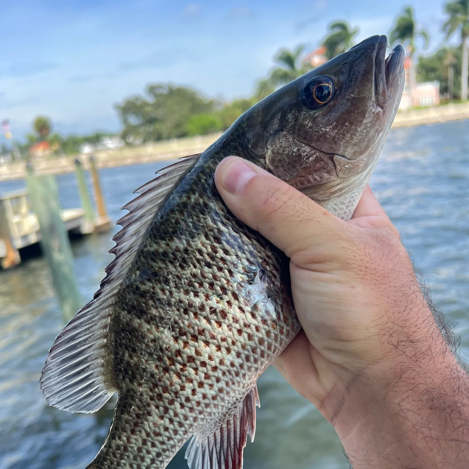 Mangrove snapper caught on Fishbrain