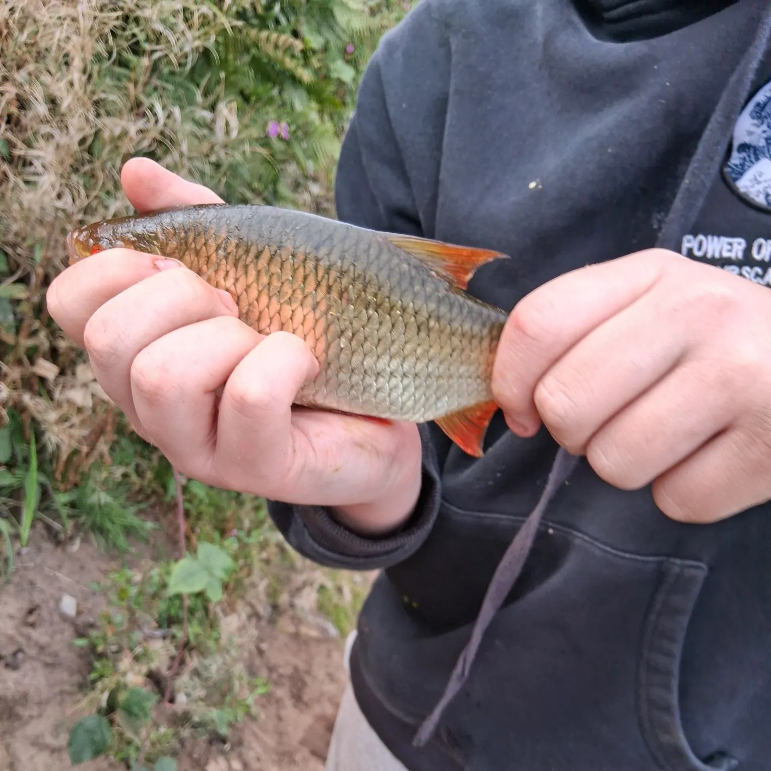 Common rudd caught on Fishbrain