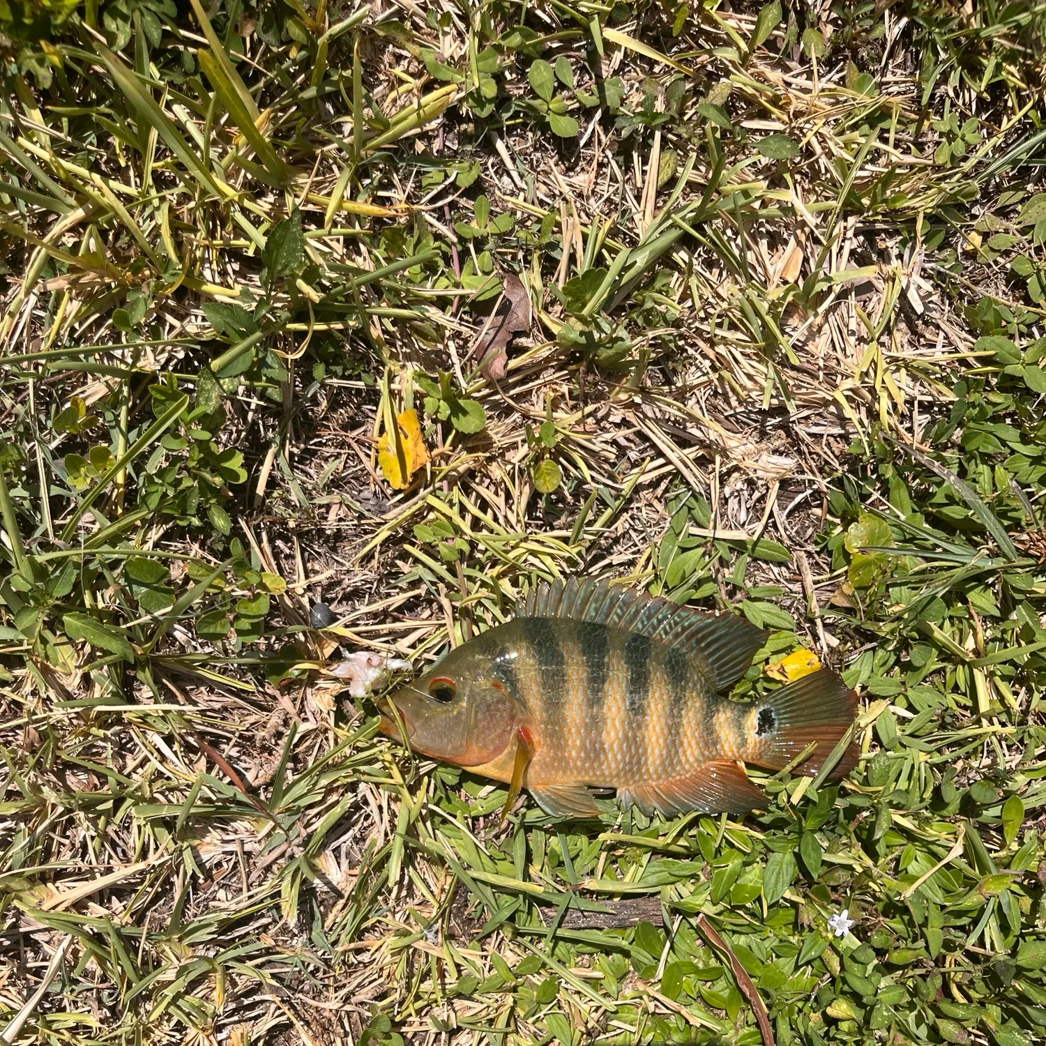 Mayan cichlid caught on Fishbrain