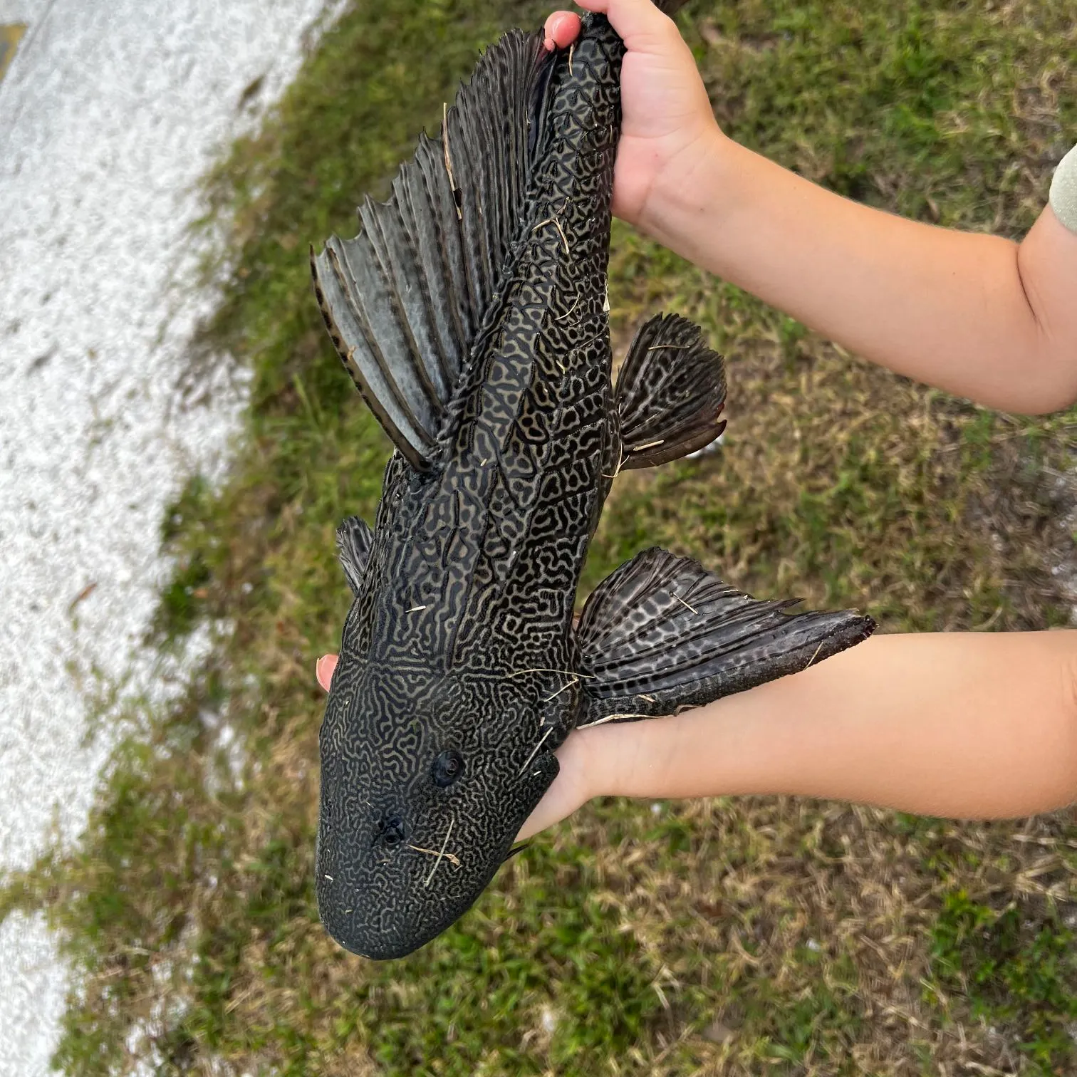 Suckermouth catfish caught on Fishbrain