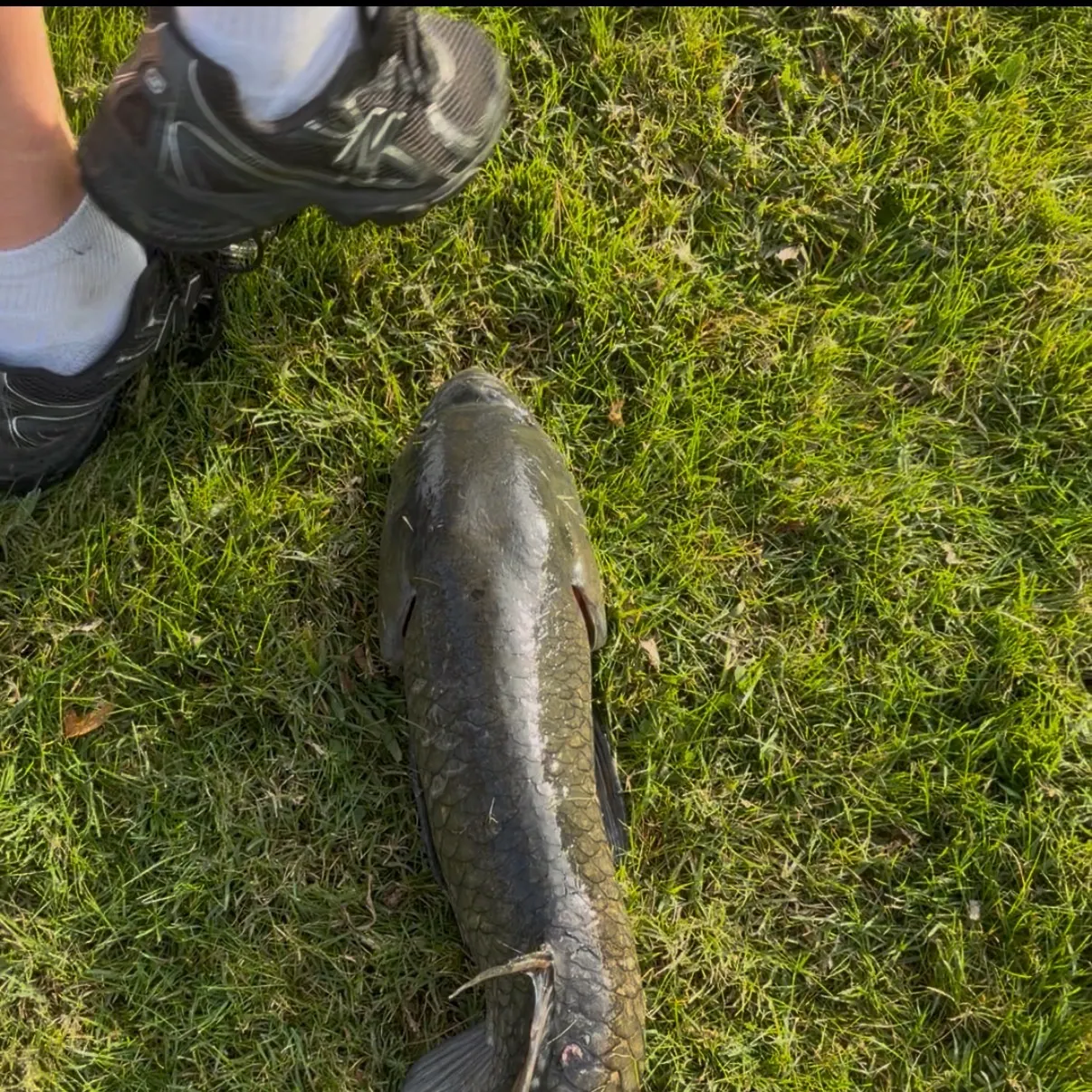 Grass carp caught on Fishbrain