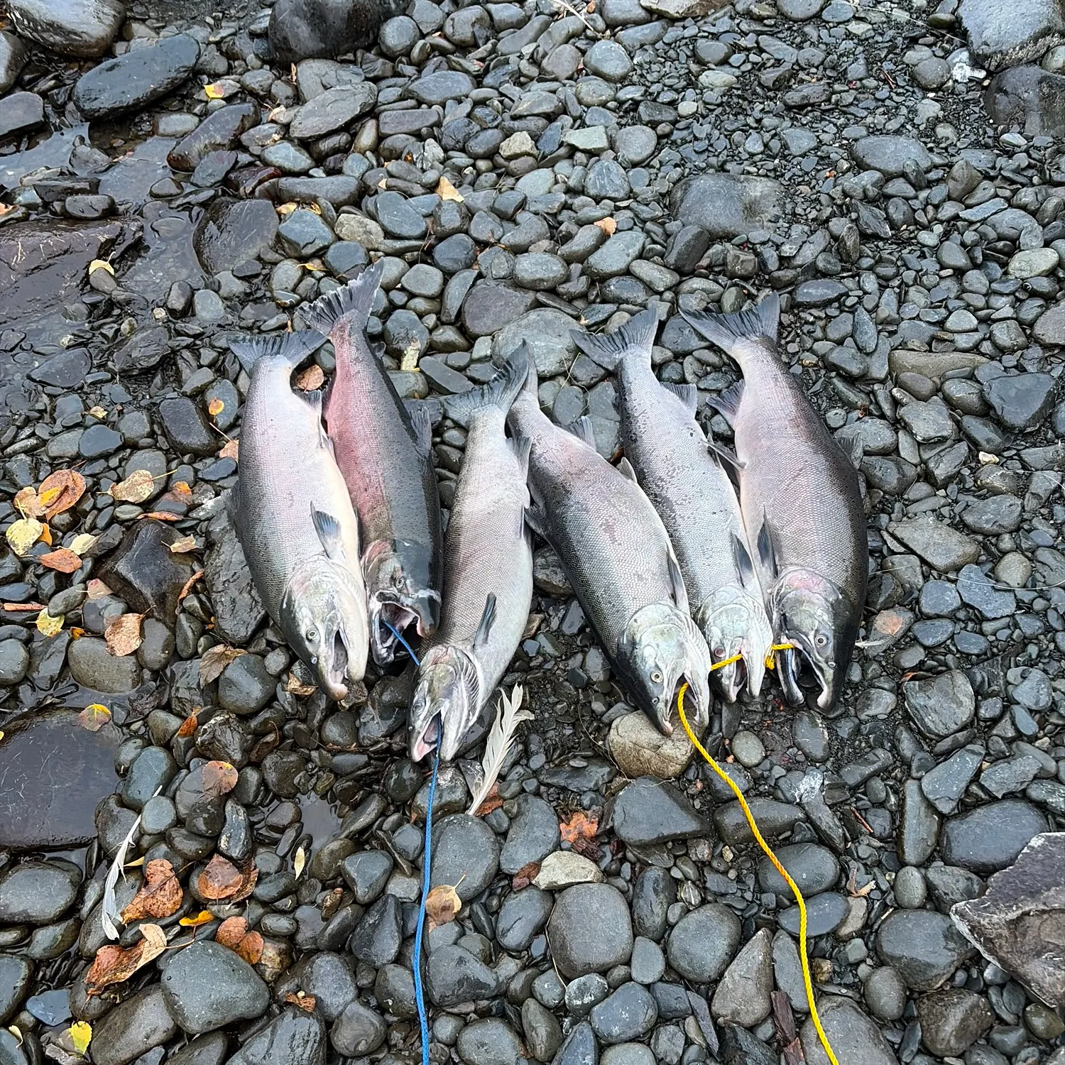 Coho salmon caught on Fishbrain