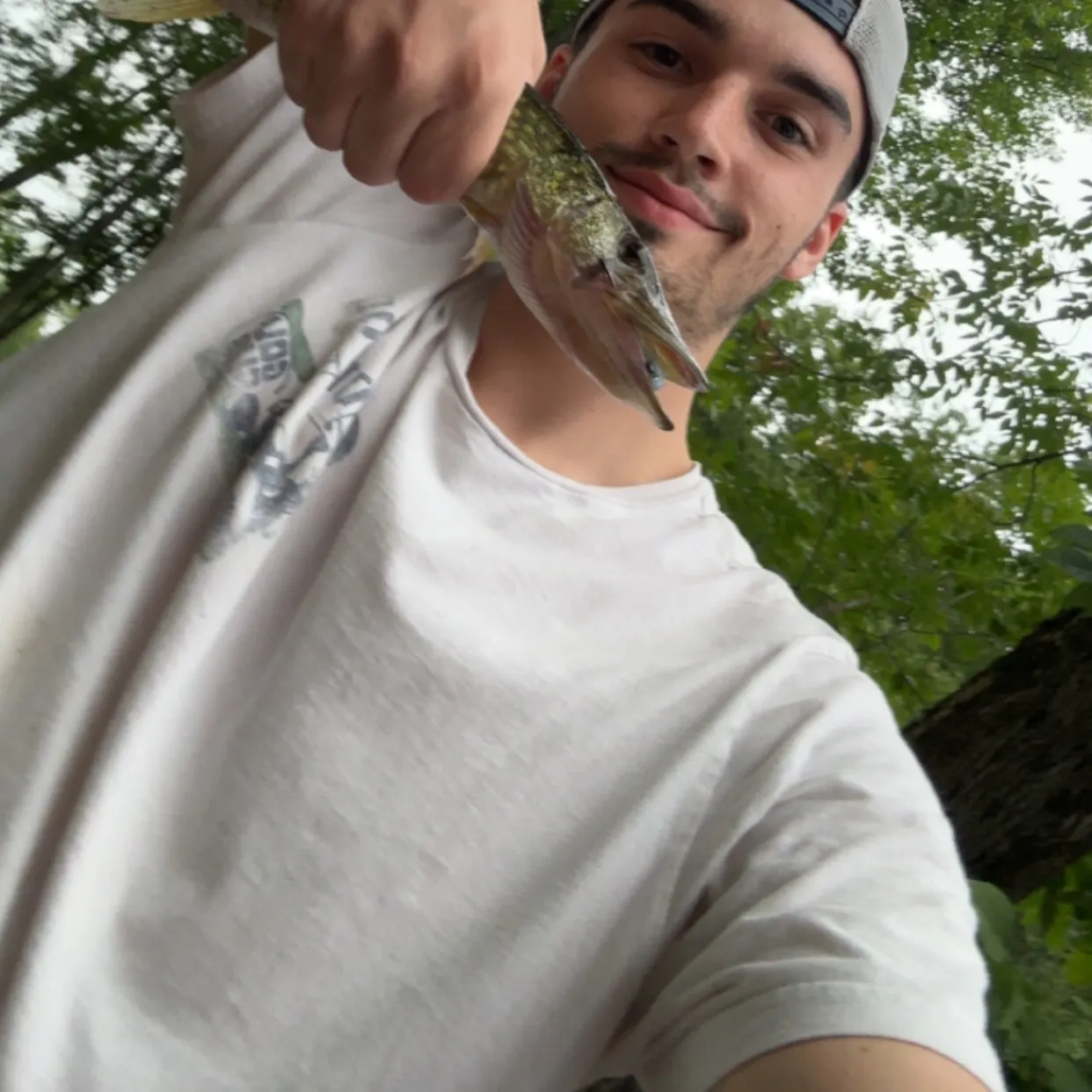 Chain pickerel caught on Fishbrain