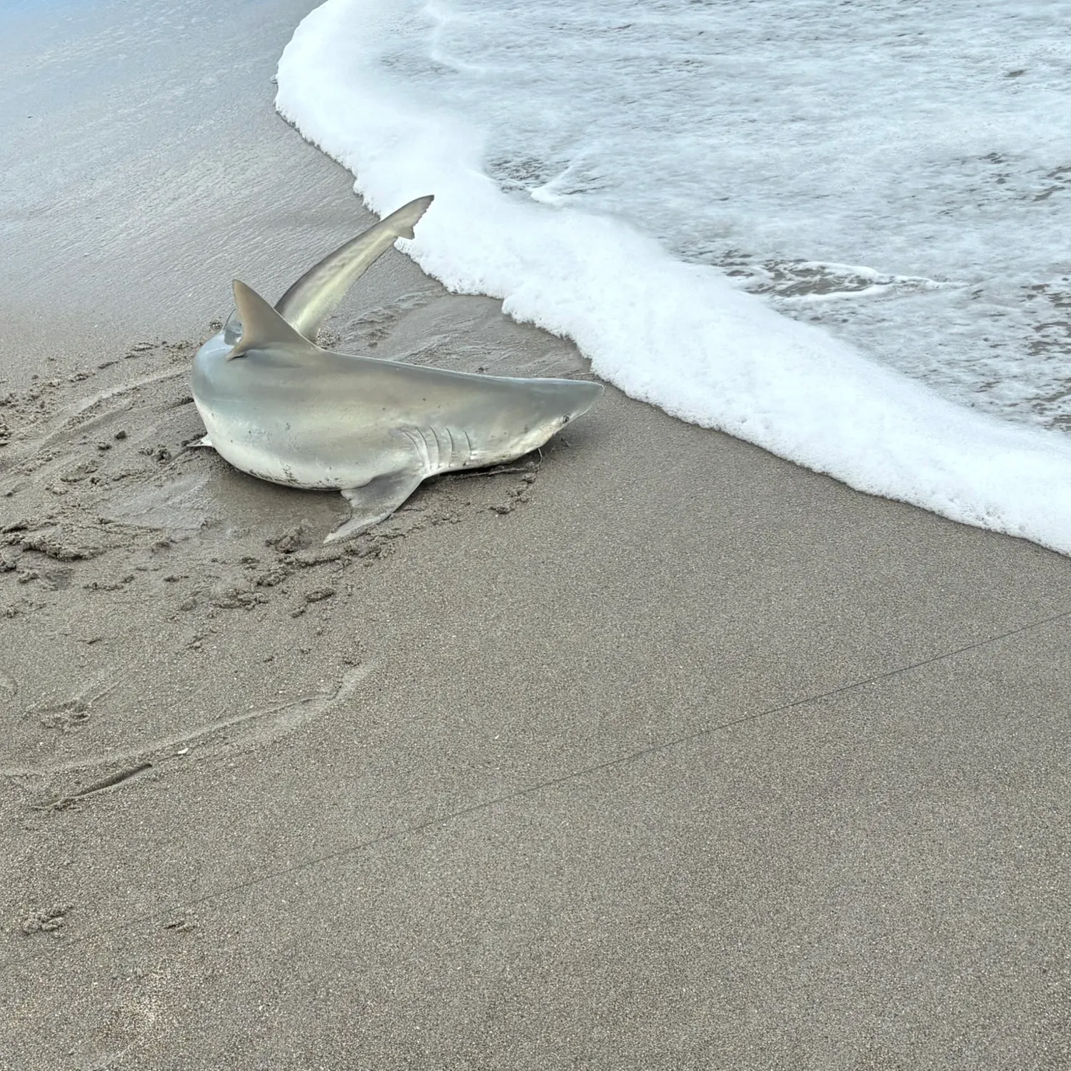 The most recent Lemon shark catches on Fishbrain