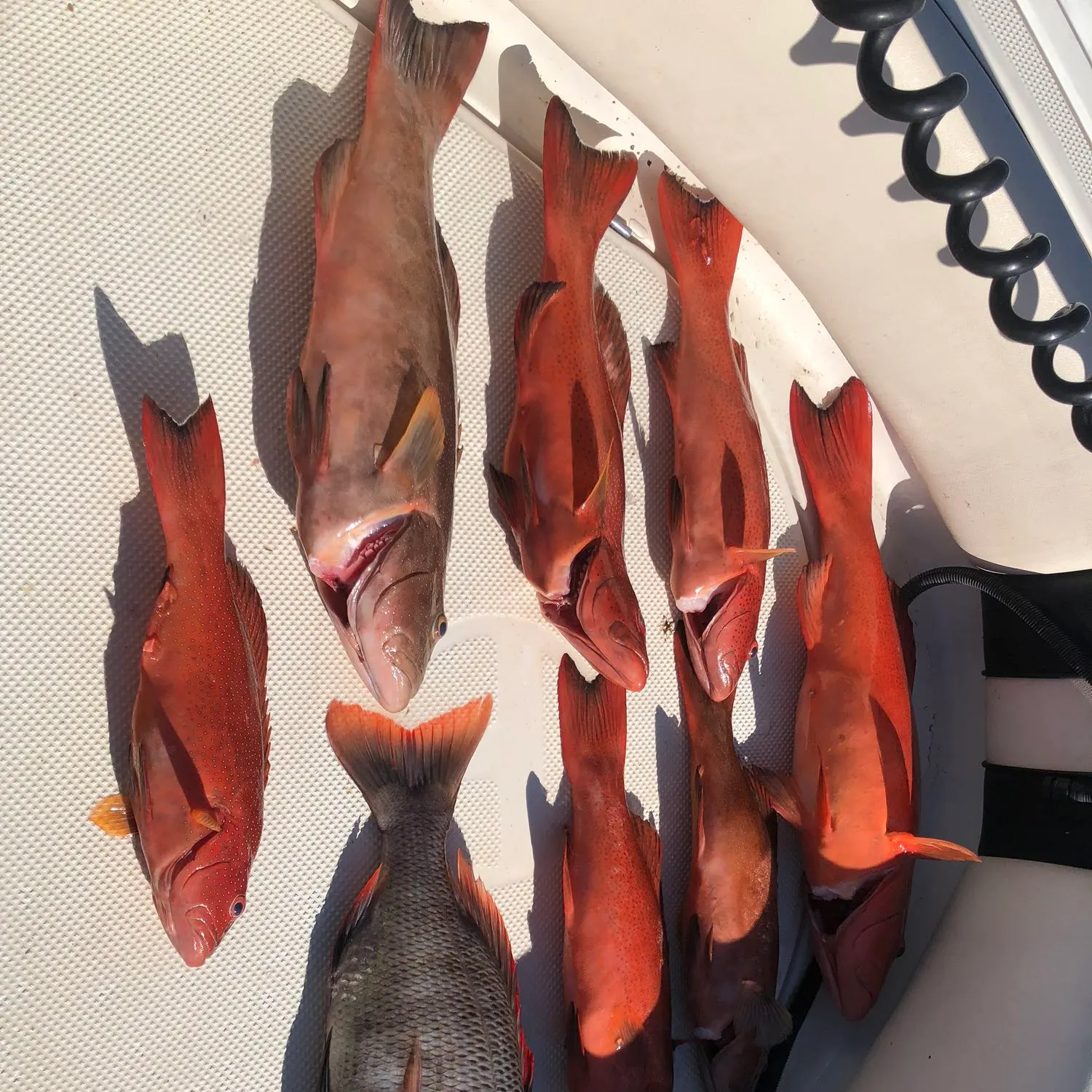 recently logged catches