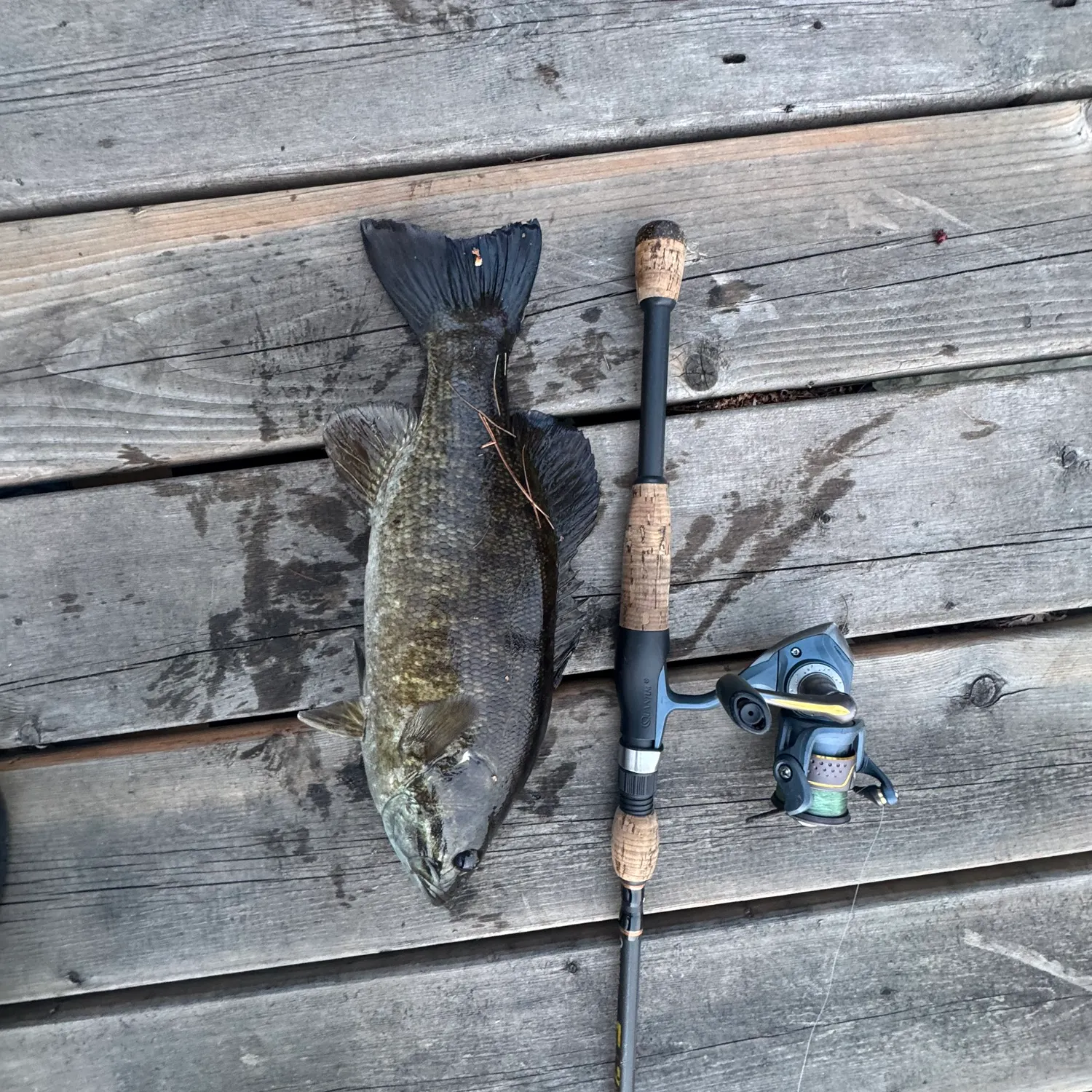 The most recent Smallmouth bass catches on Fishbrain